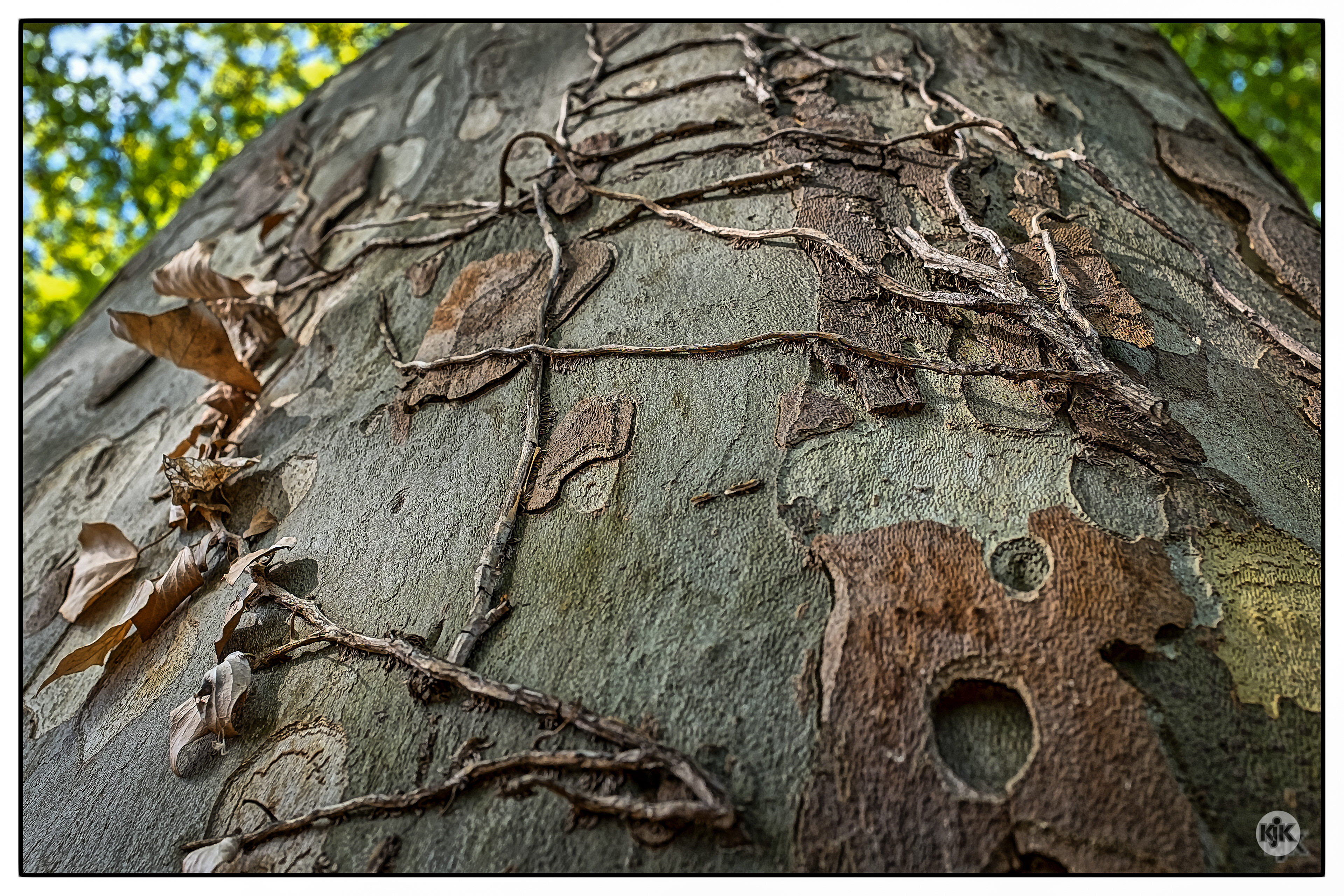Baum auf Limburger Friedhof