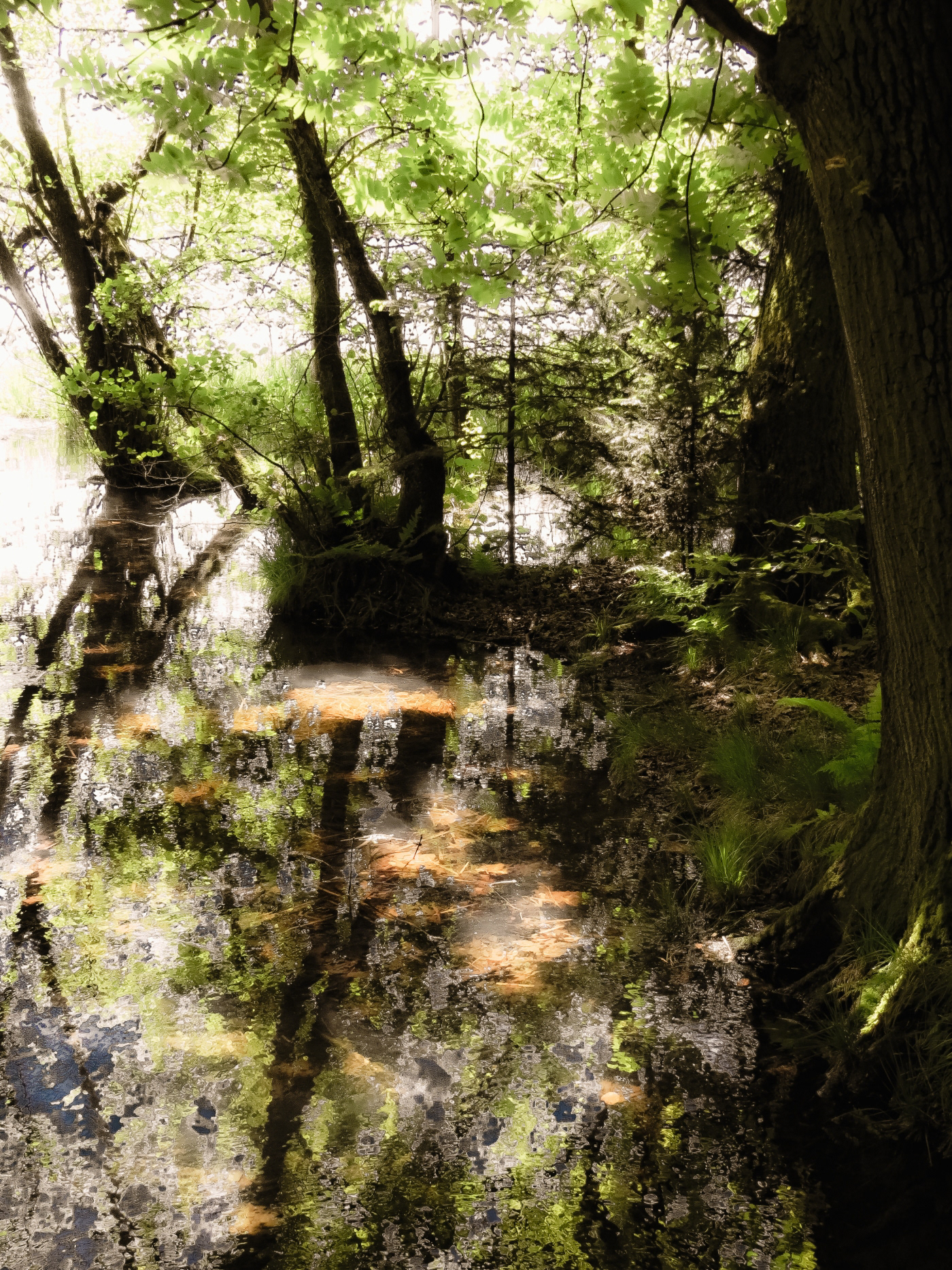 Dreifelder Weiher / Ww