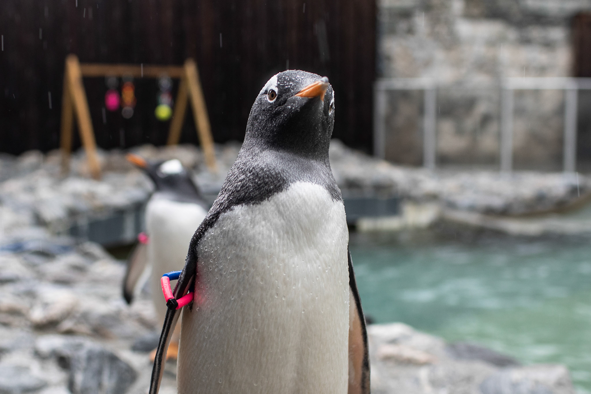 Pebbles Pingviner fotografert på Akvariet 23.09.2021 til sak om individene