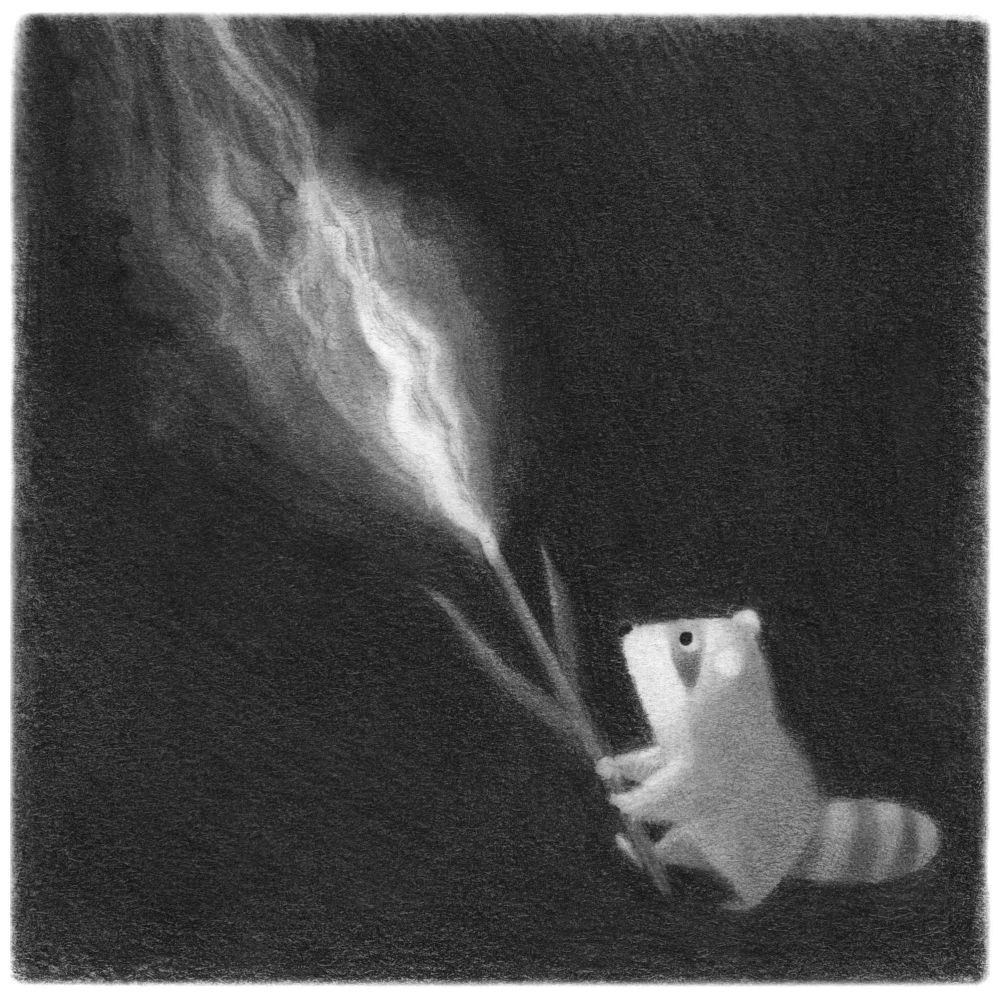 raccoon illustration in graphite powder and pencil