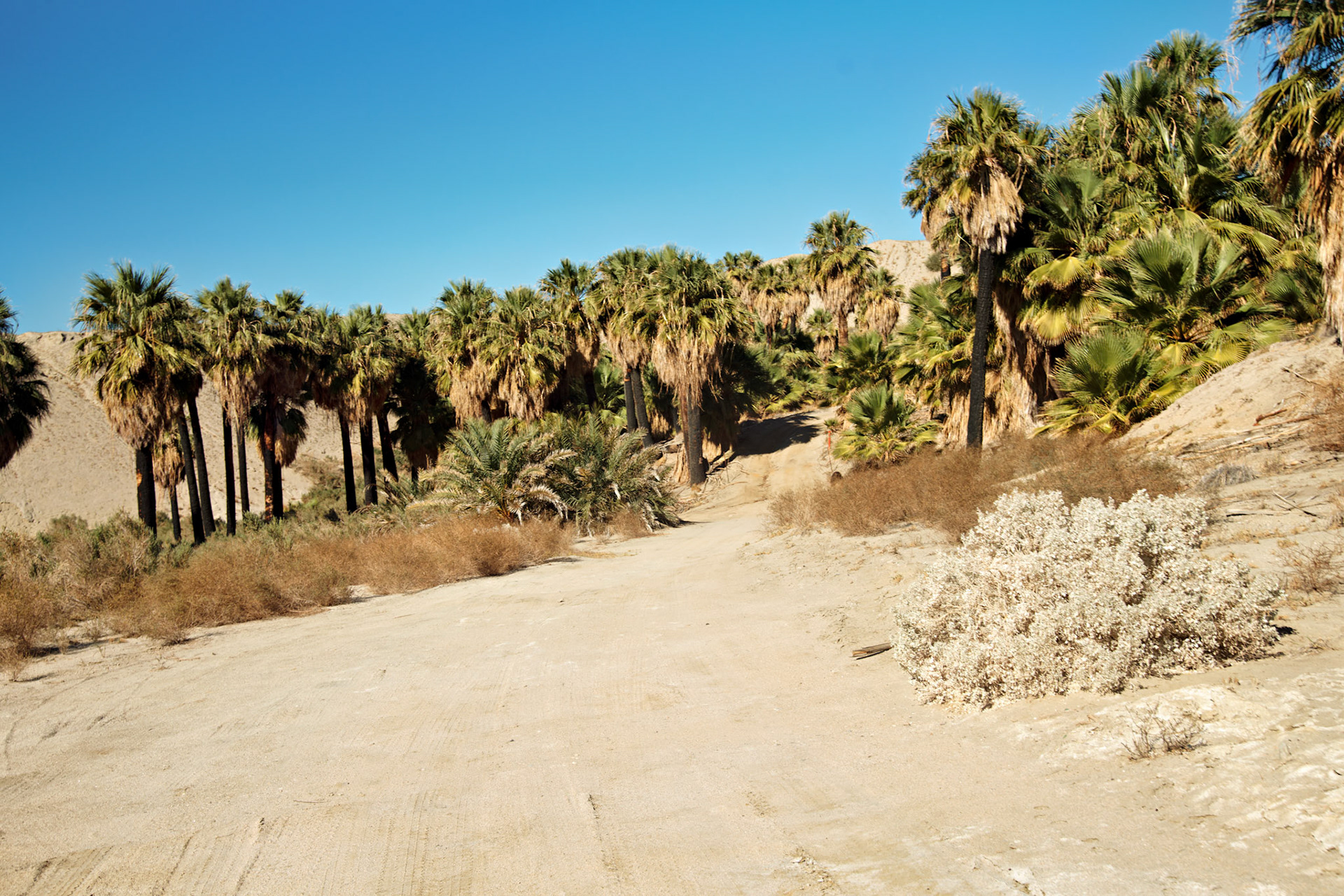 CA_PalmSprings_20111117_0494_PS