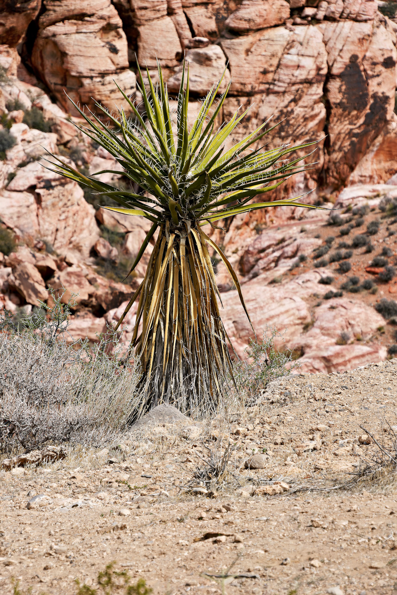 NV_Deserts_20120312_0036_PS.tif