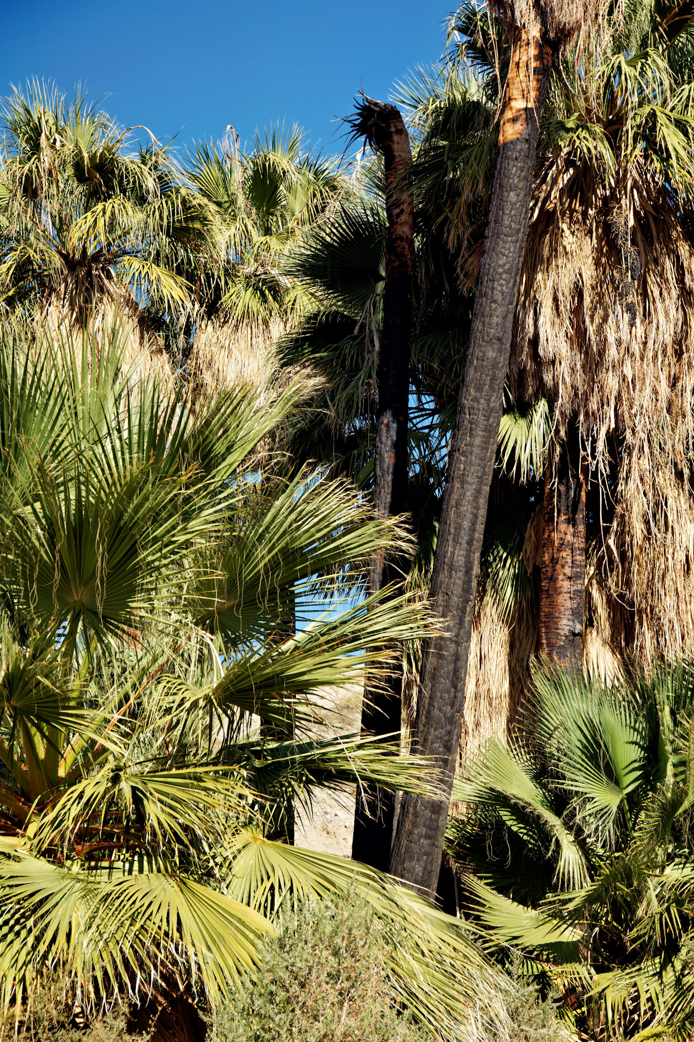 CA_PalmSprings_20111117_0485_PS
