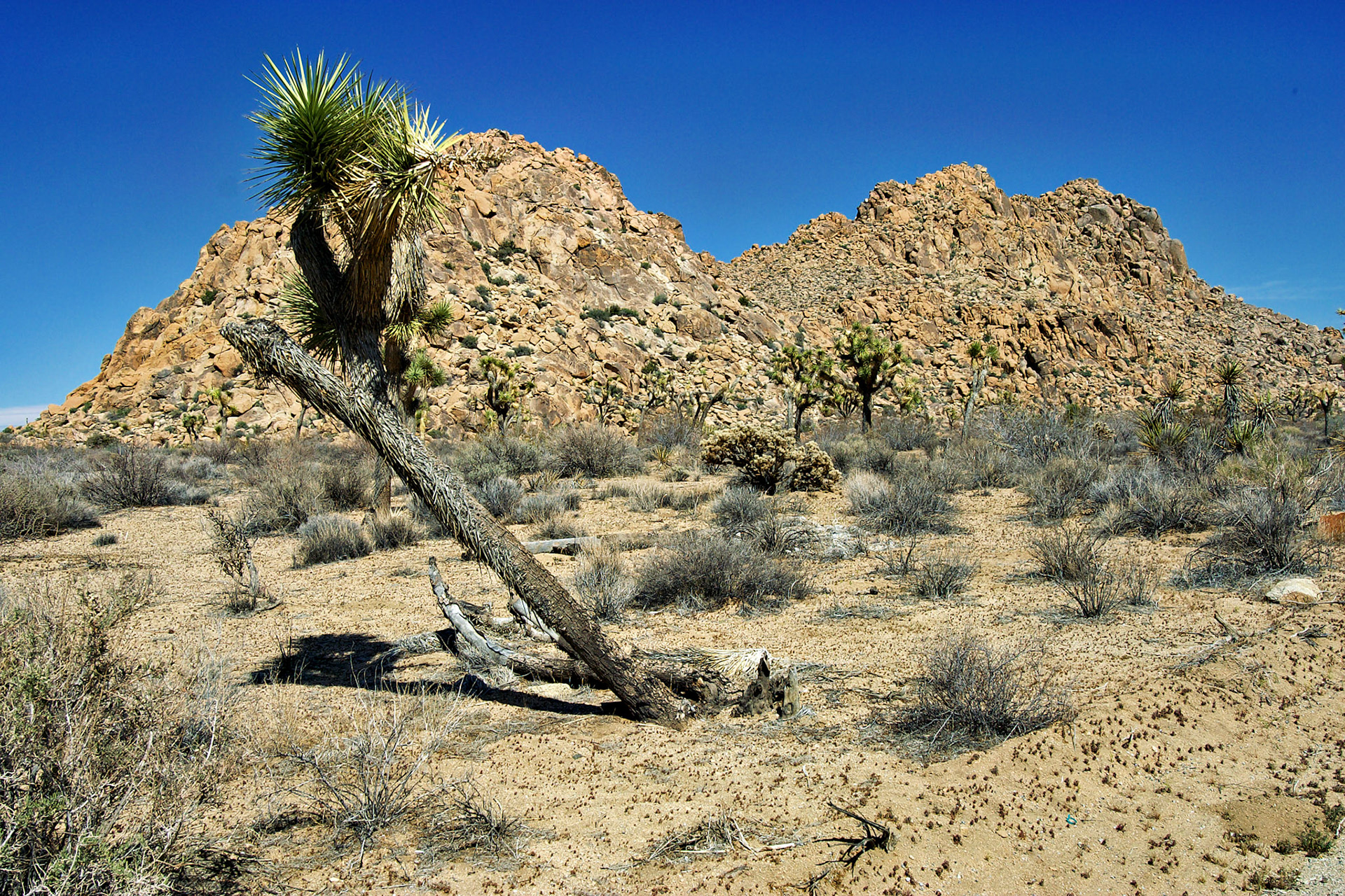 CA_LA_20030514_0061_PS