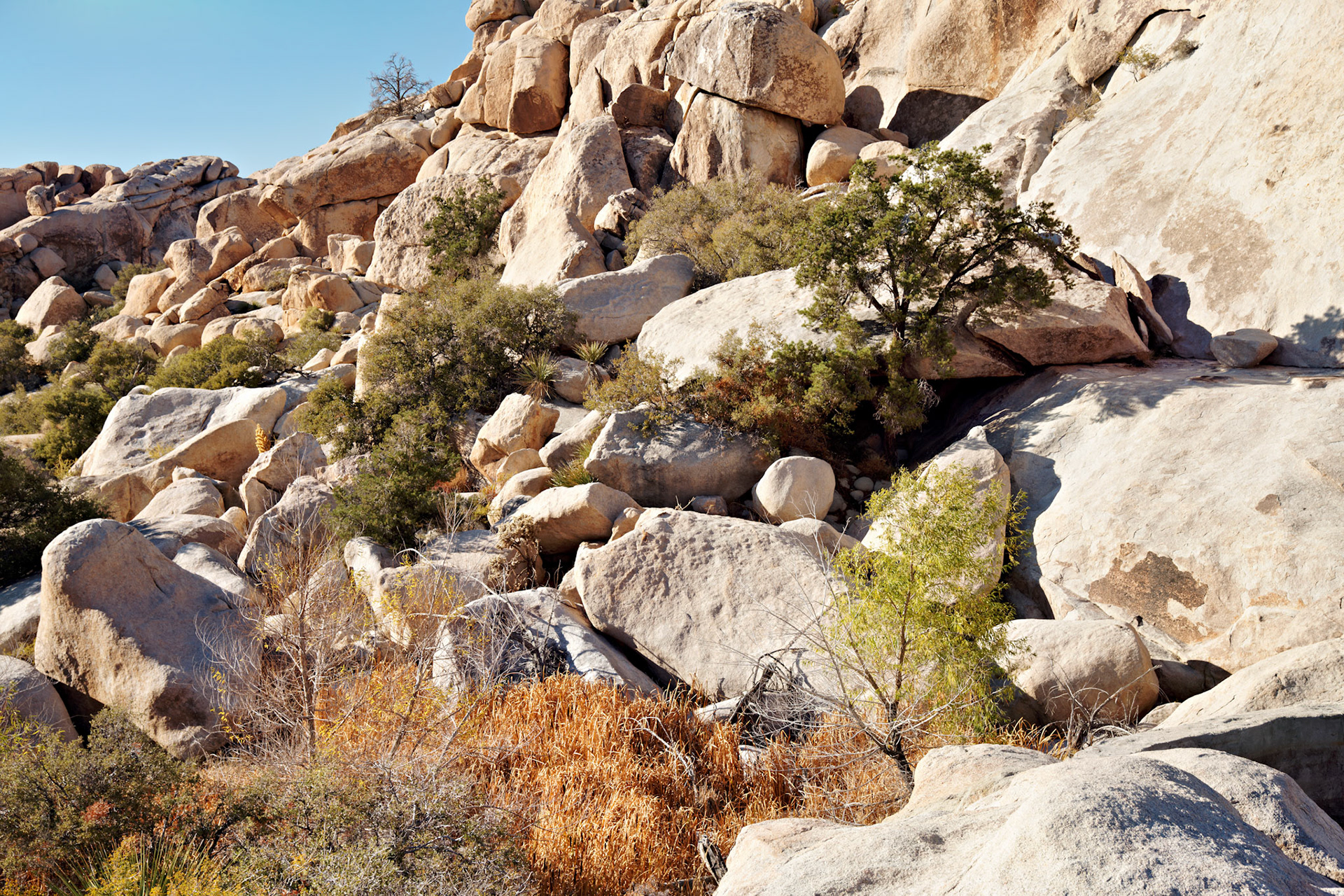 CA_JoshuaTree_20111114_0215_PS