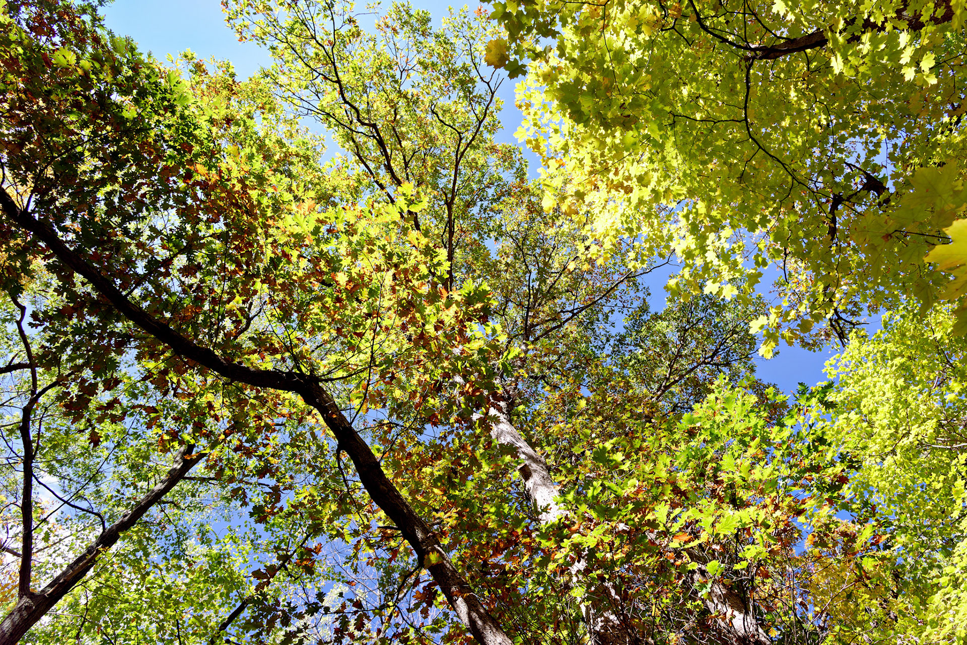 IL_Morton Arboretum_20121012_0568_PS