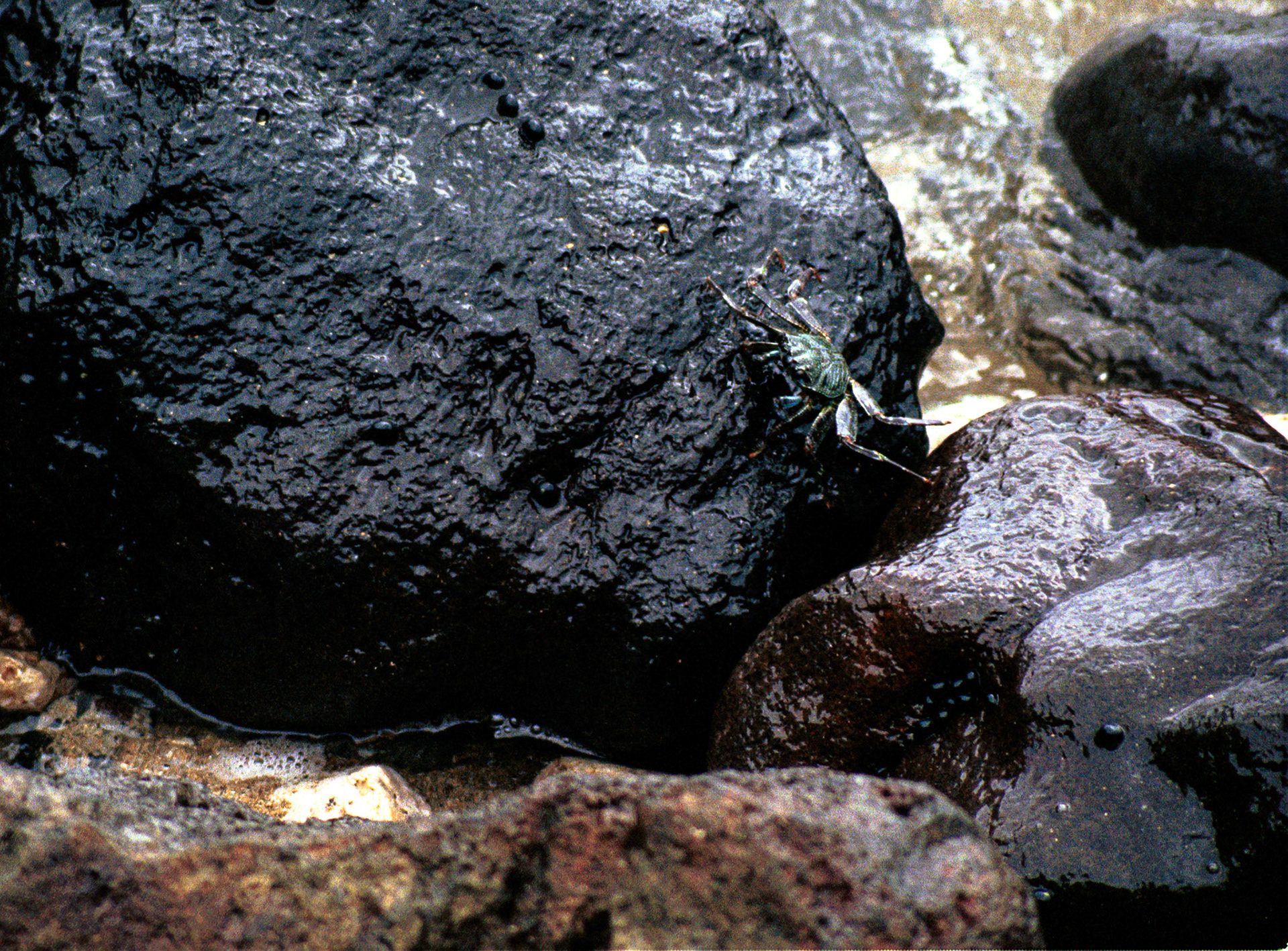 Sealife_FIAW133
