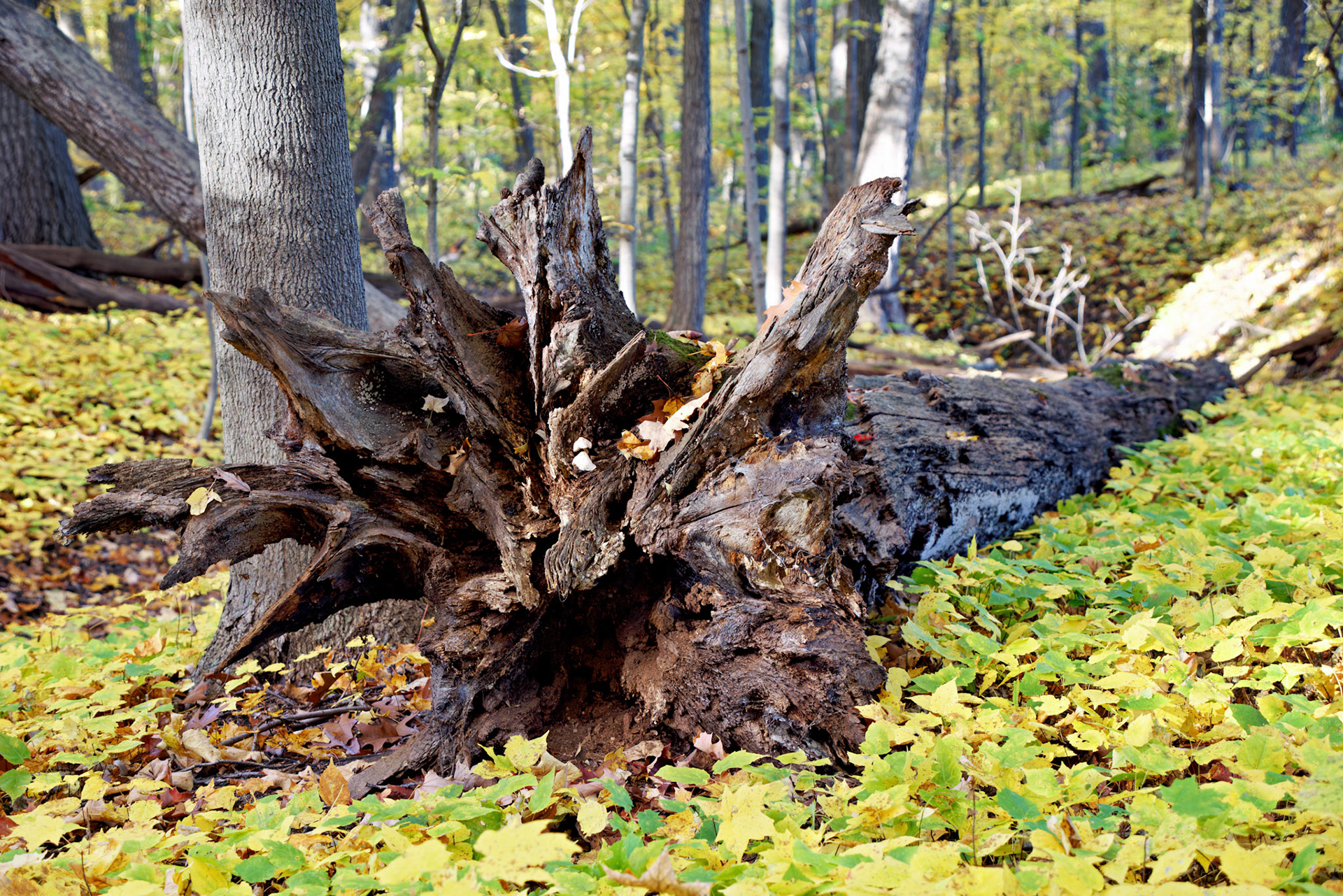 IL_Morton Arboretum_20141022_0613_PS