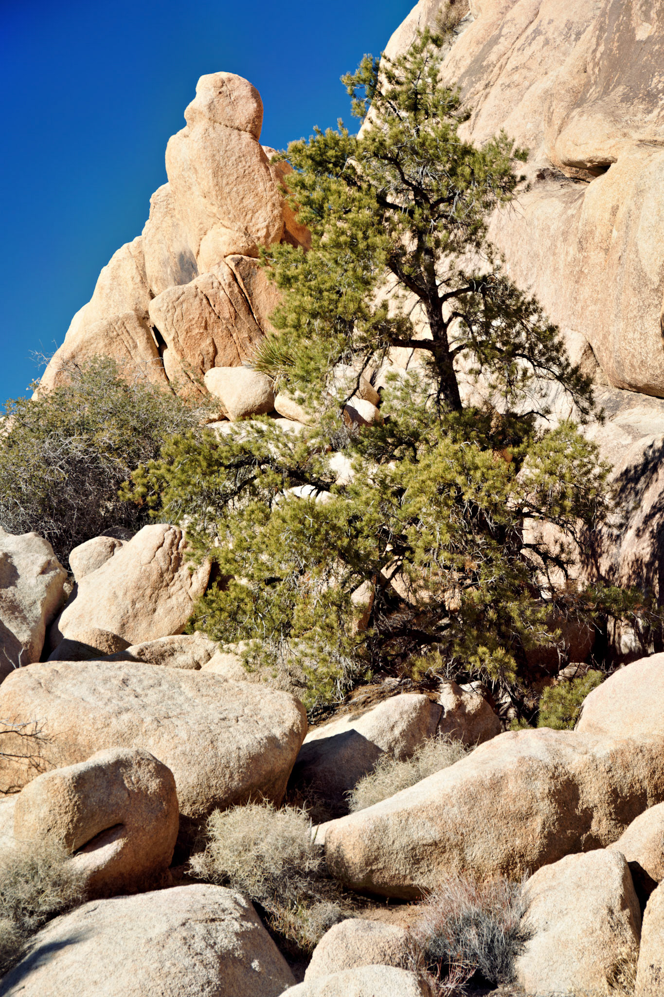 CA_PalmSprings_20090115_0260_PS