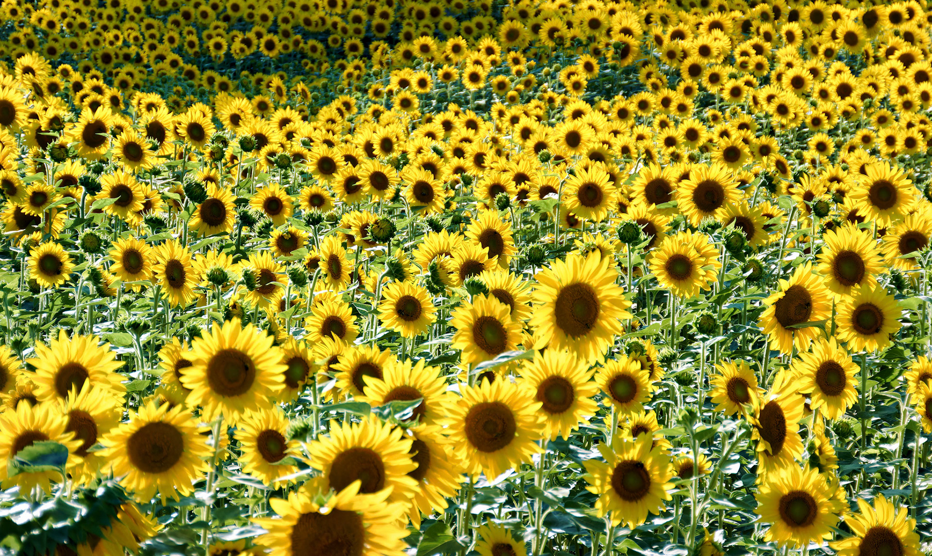 Flowers_20140804_0723_PS