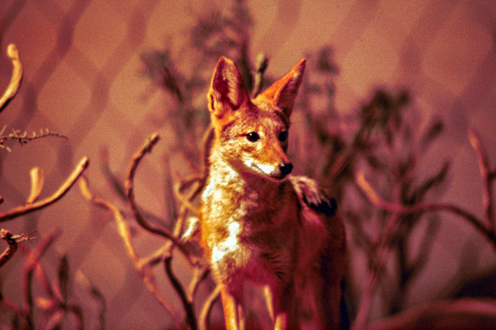 Wildlife_20221129_0769_PS.tif