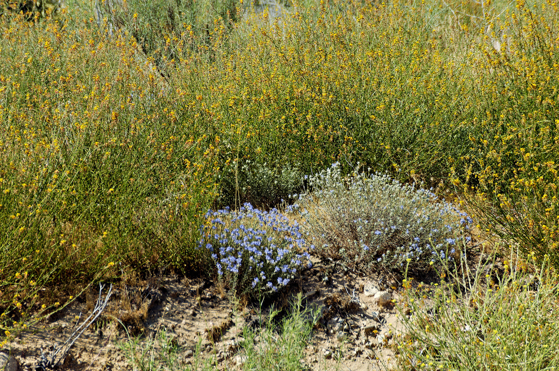 CA_20050613_0030_PS