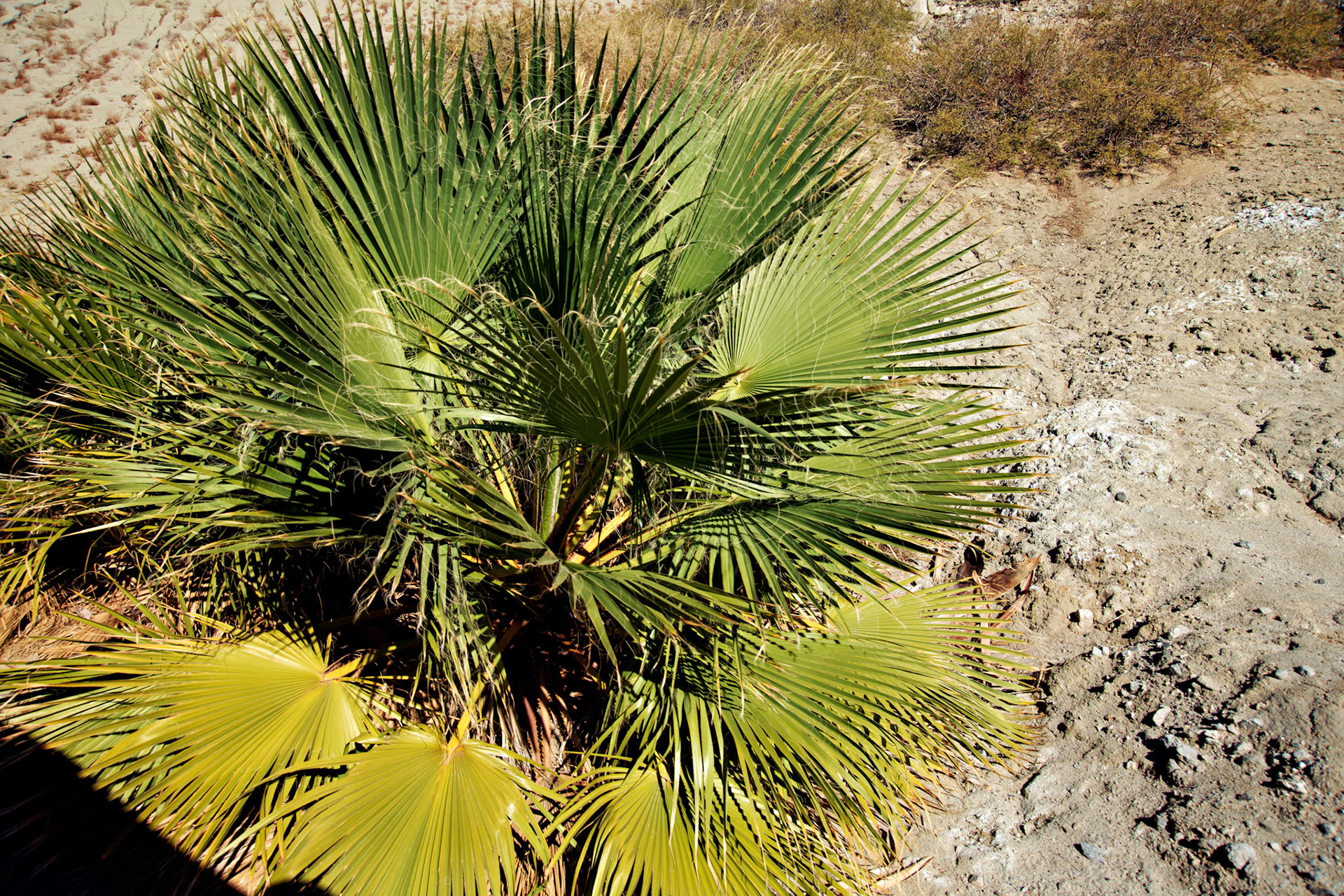 CA_PalmSprings_20111117_0473_PS
