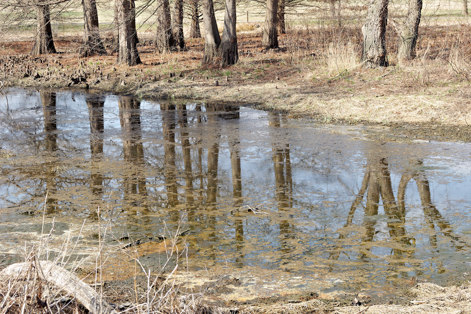 IL_Morton Arboretum_20190406_0891_PS
