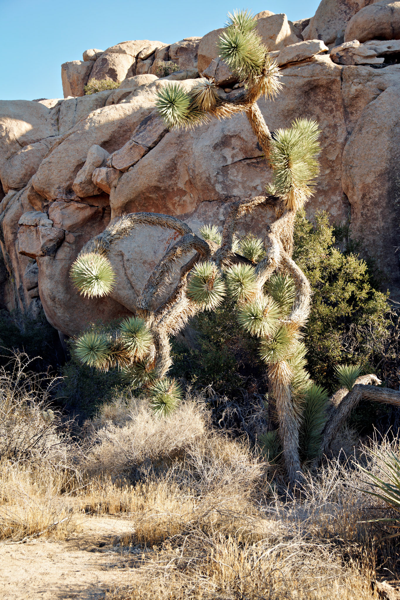 CA_JoshuaTree_20111114_0248_PS