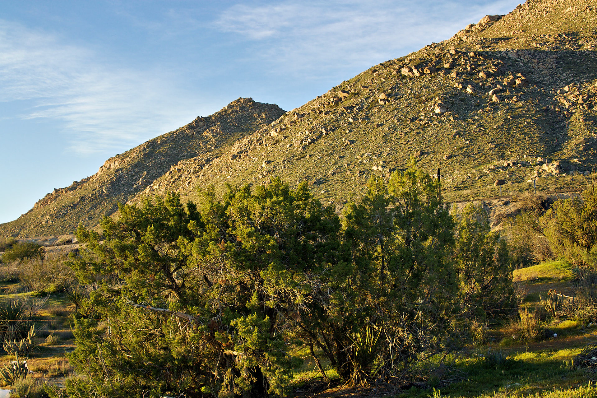 CA_LA_20030326_0012_PS.dng