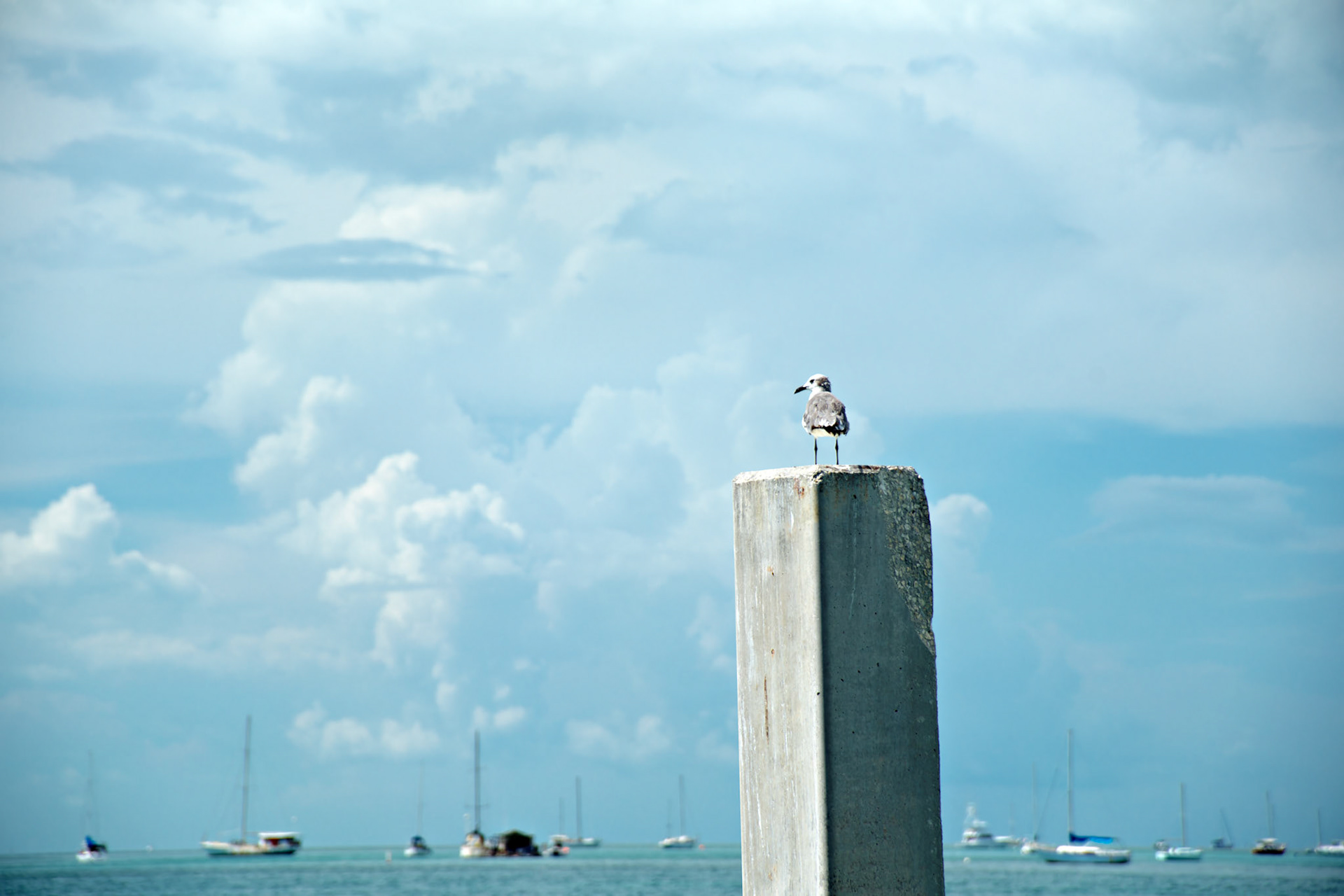 SONY DSC
