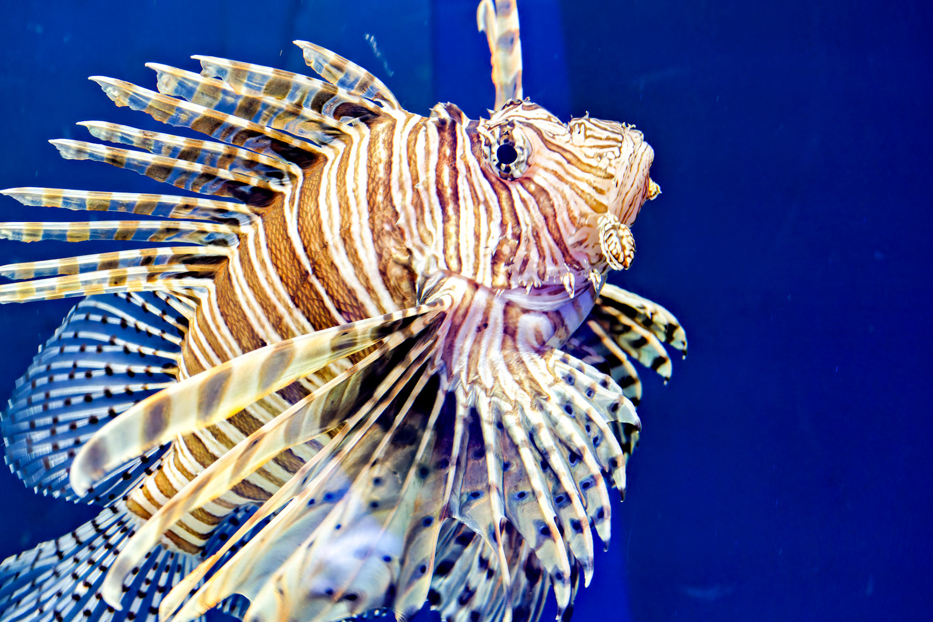 Sealife_IN_Indianapolis Zoo_20170608_0204_PS