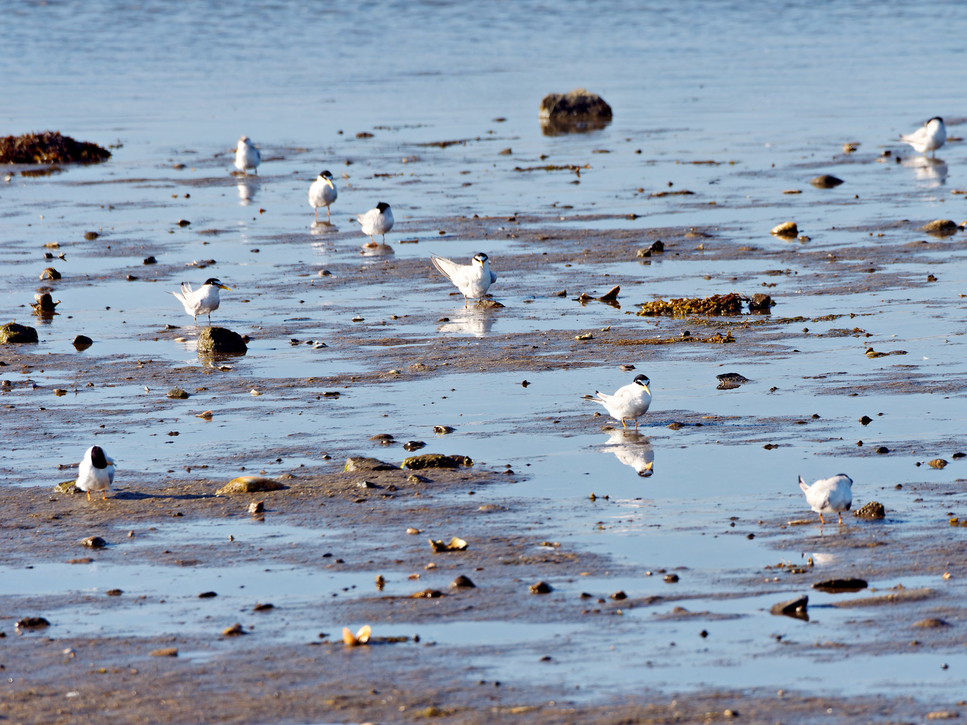 MA_CapeCod_20180724_0422_PS