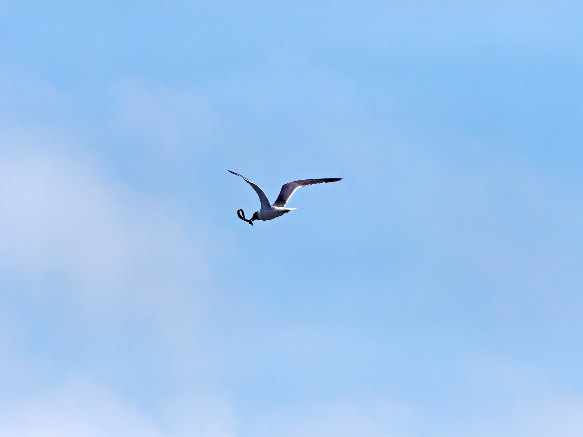 MA_CapeCodNatShore_20180723_0011_PS