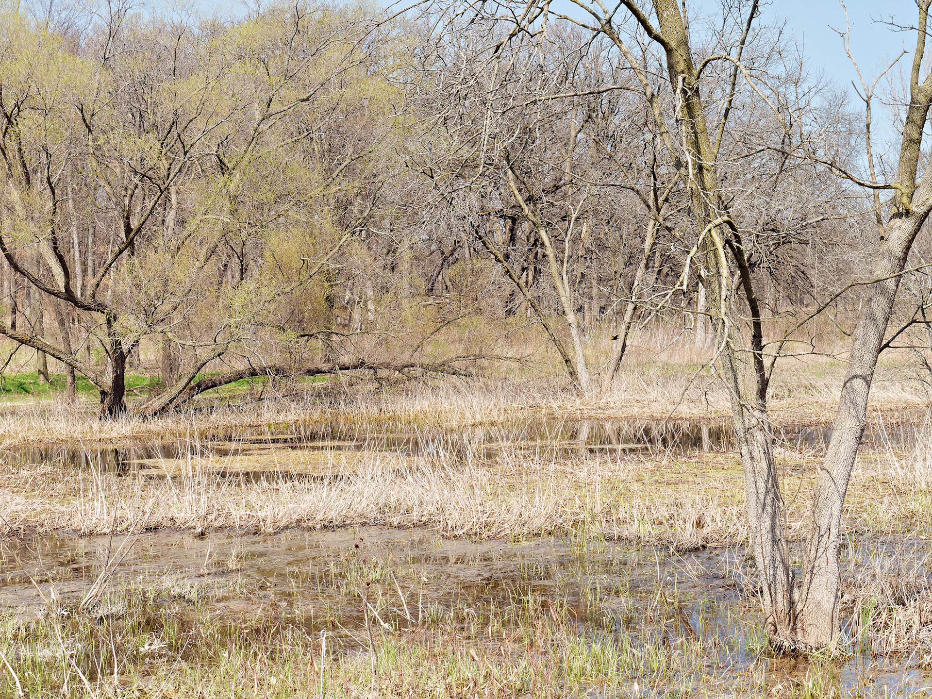 IL_Morton Arboretum_20160416_0724_PS.tif