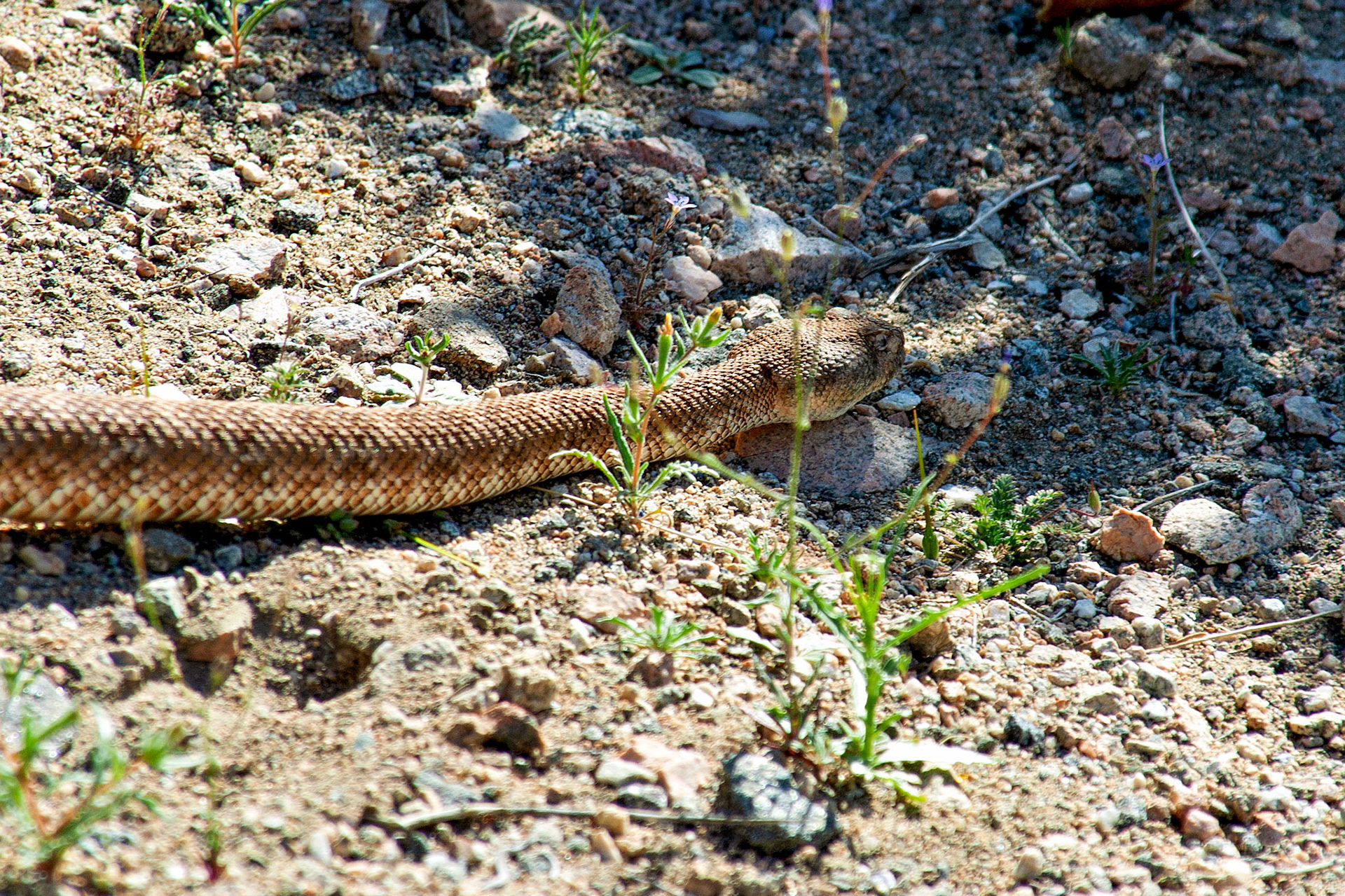 Wildlife_20030514_0077_PS