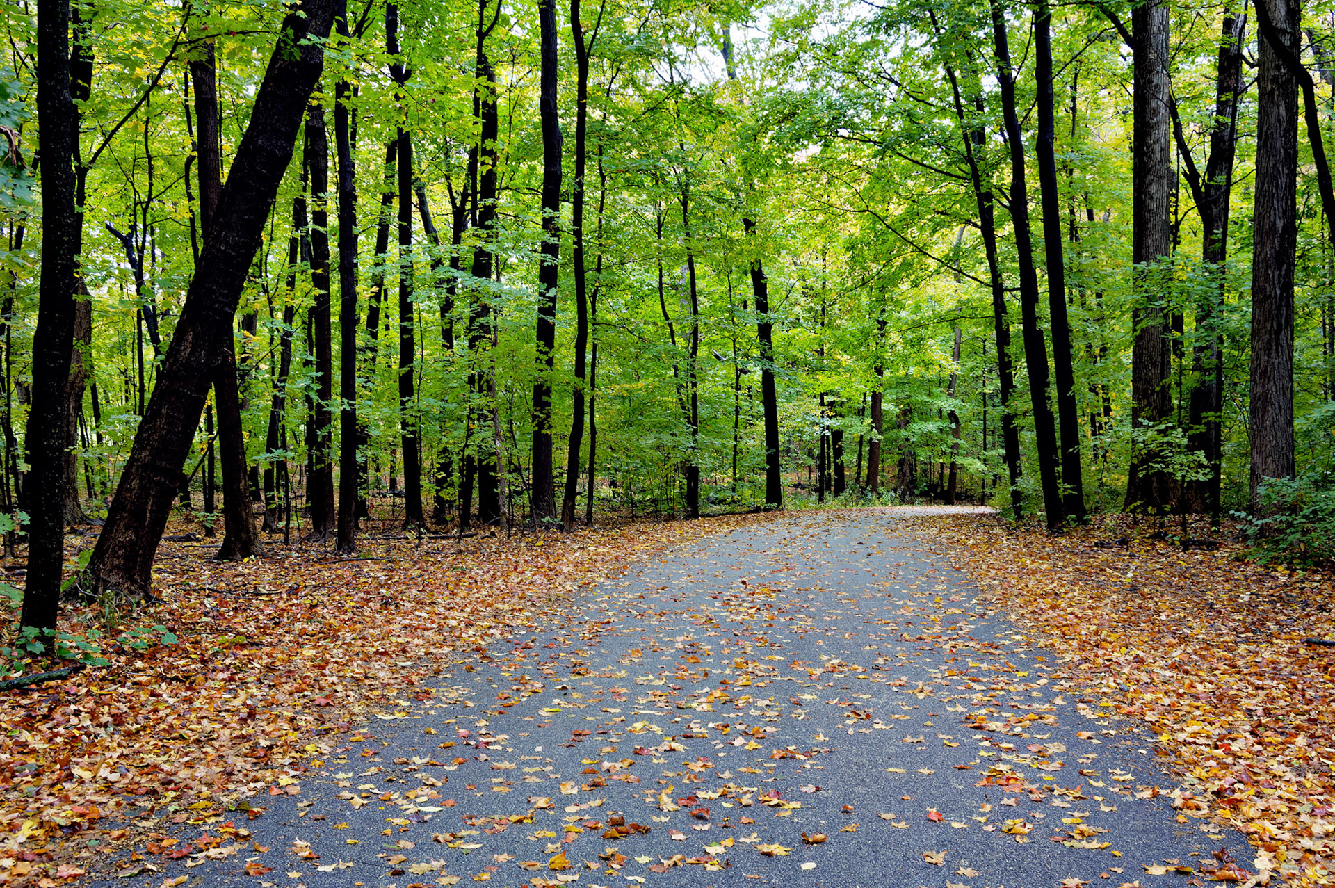 Fall