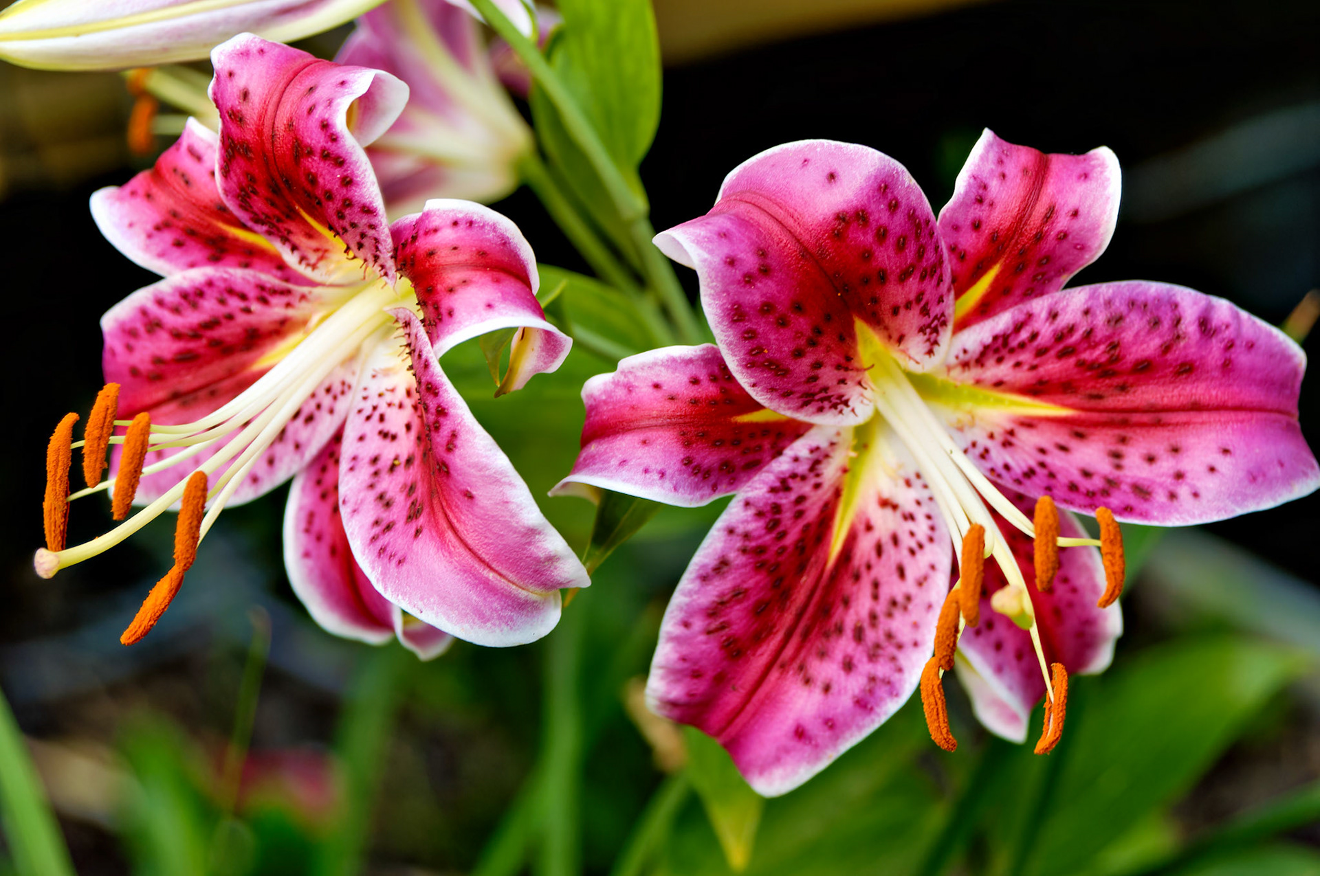 Flowers_20050717_0268_PS