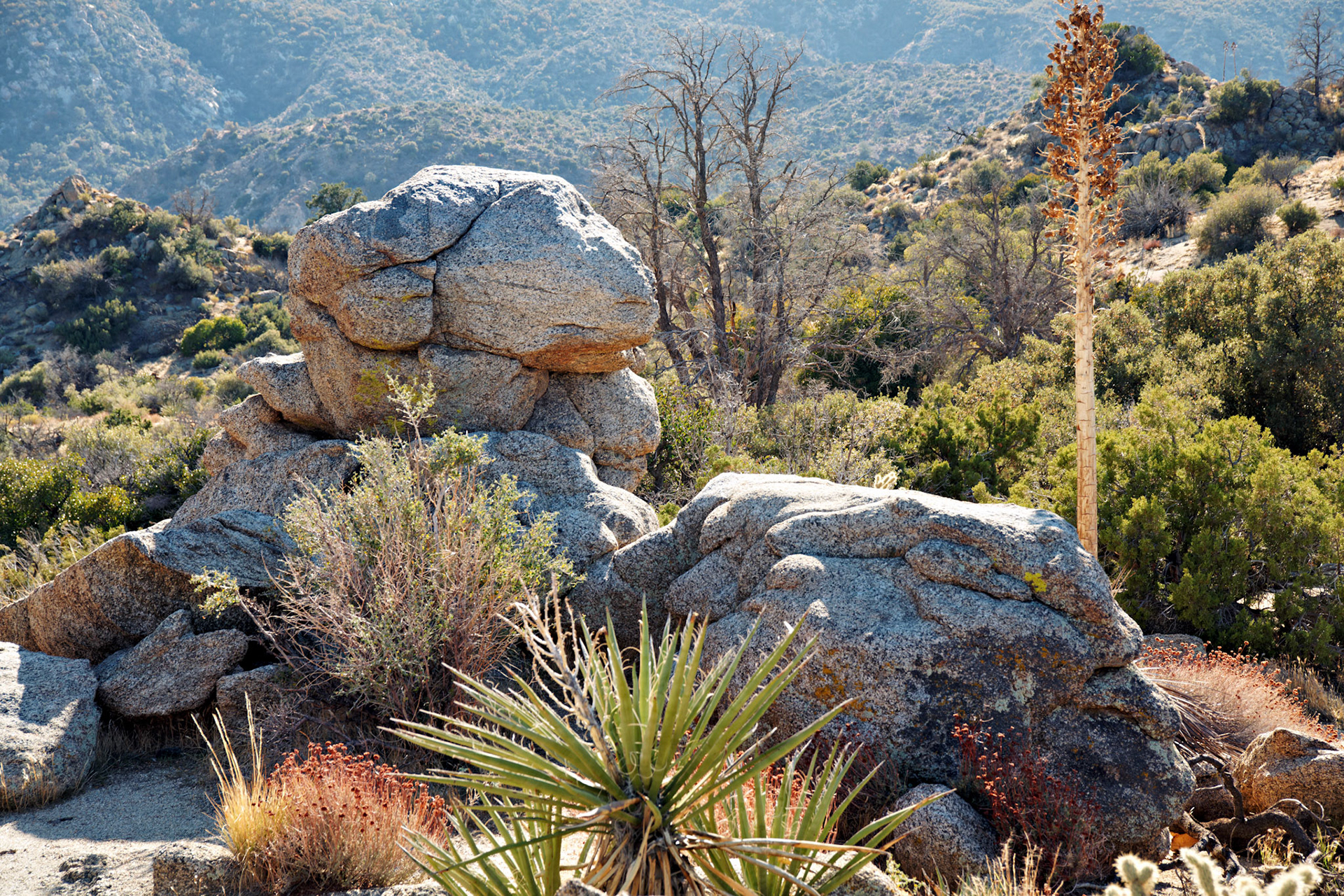 CA_PalmSprings_20111116_0421_PS