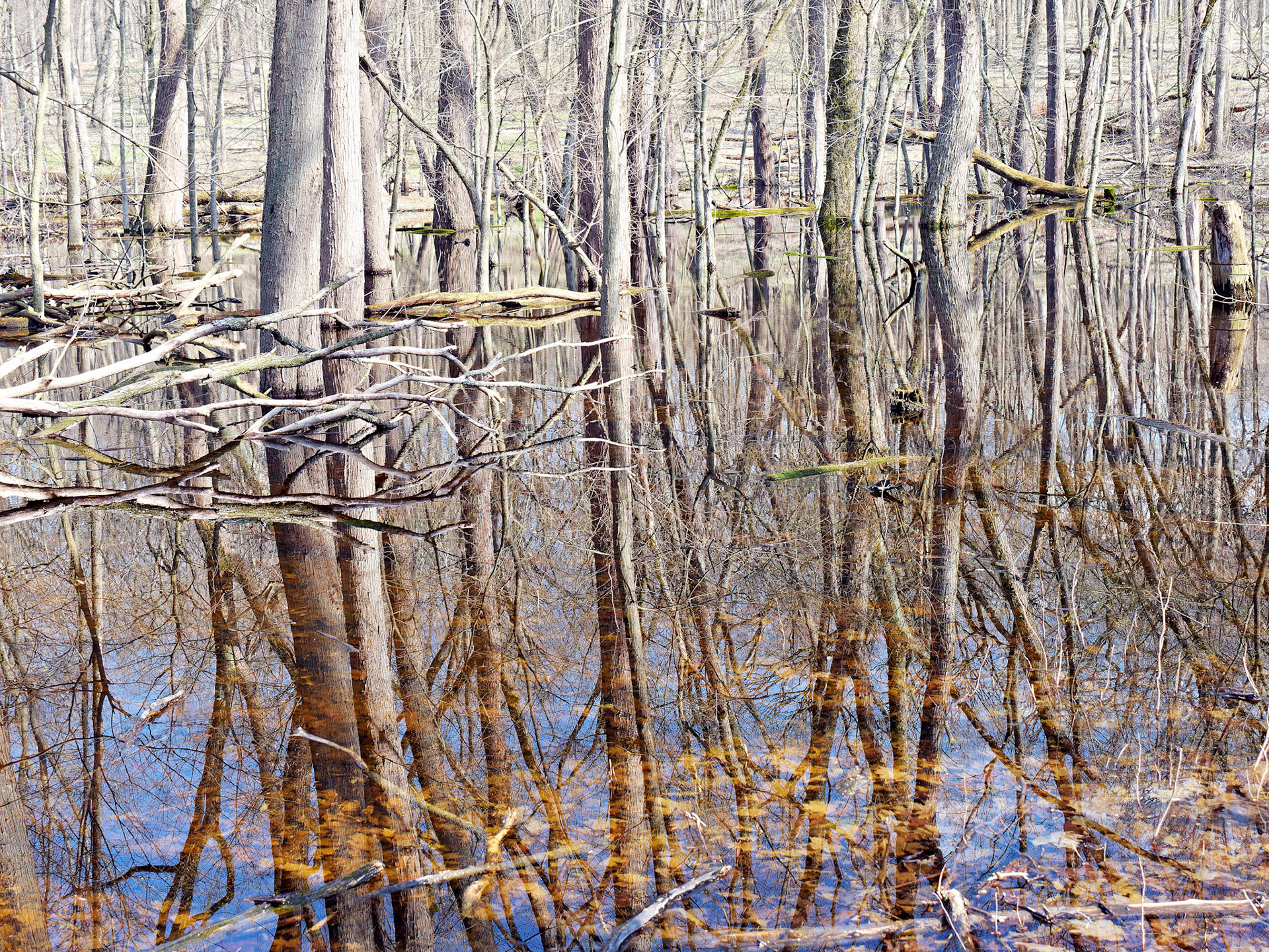 IL_Morton Arboretum_20160416_0735_PS