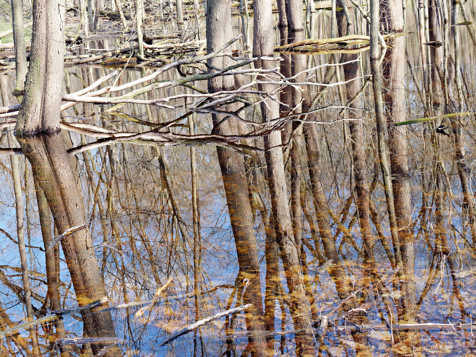 IL_Morton Arboretum_20160416_0733_PS