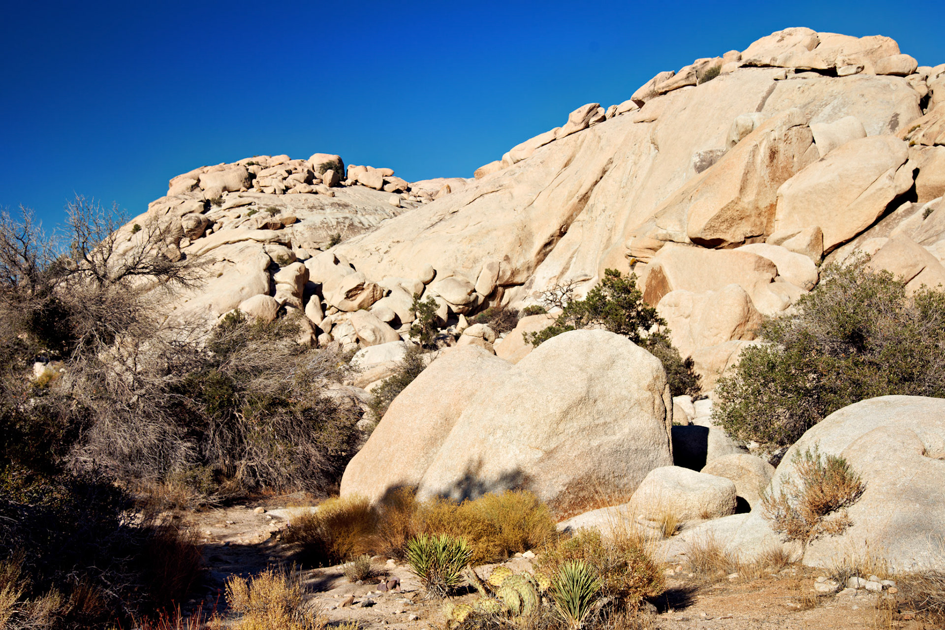 CA_JoshuaTree_20111114_0191_PS