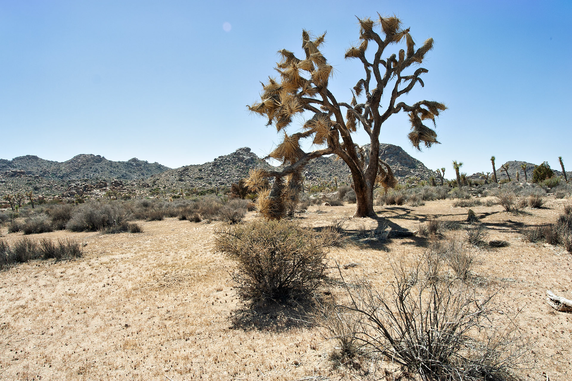 CA_JoshuaTree_20030514_0008_PS