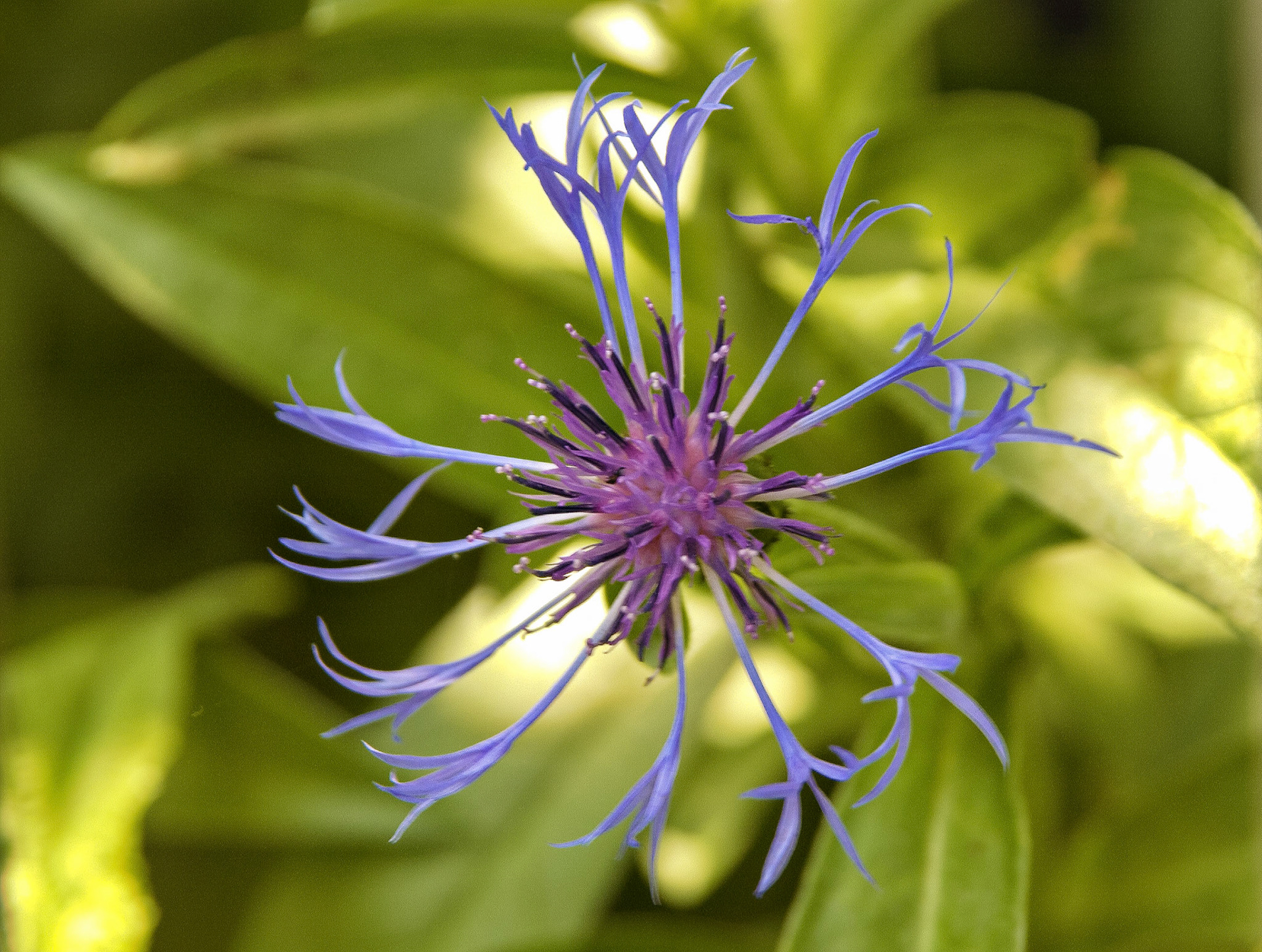 Flowers_20020705_0003_PS