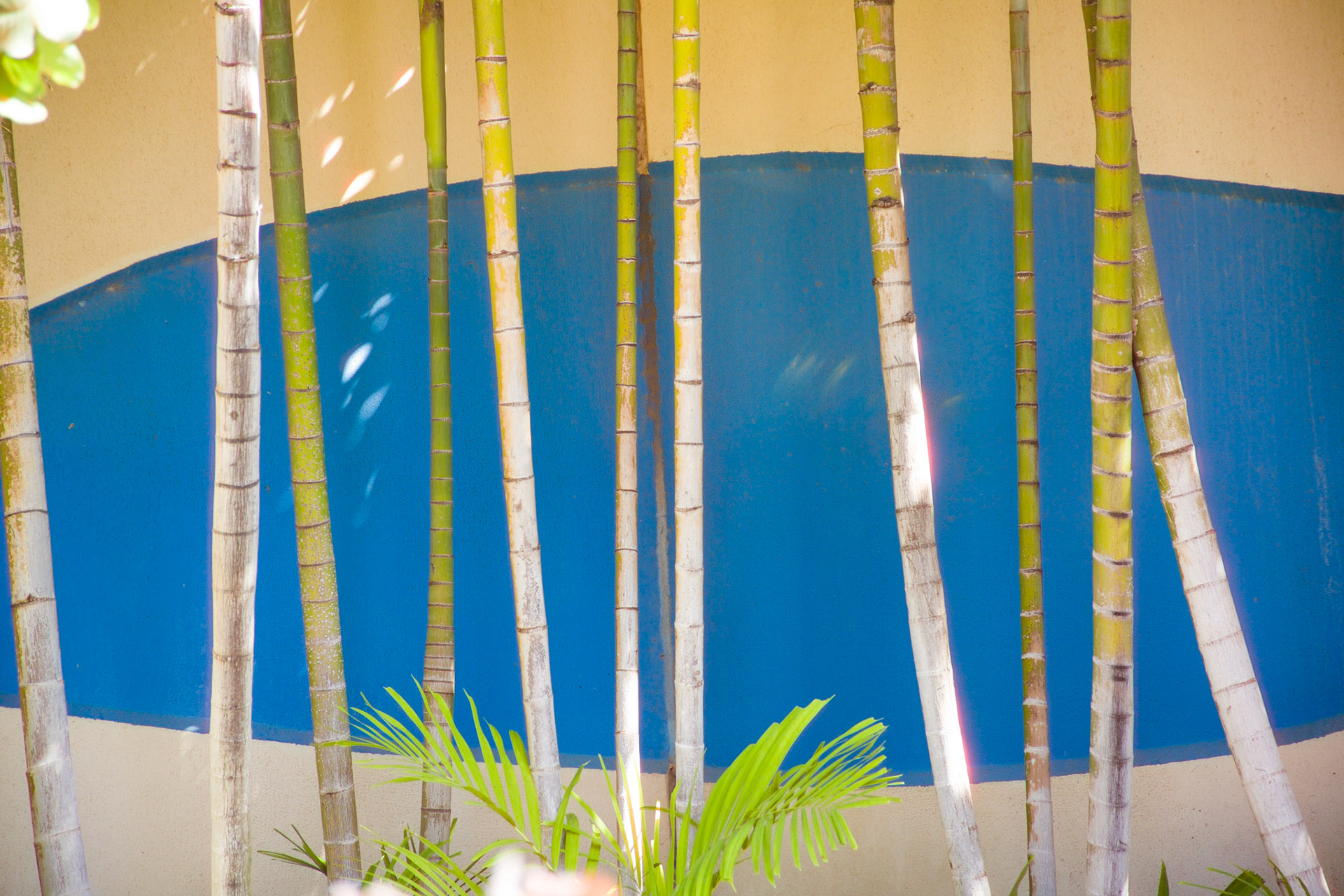 Artistic_Maui_2004482