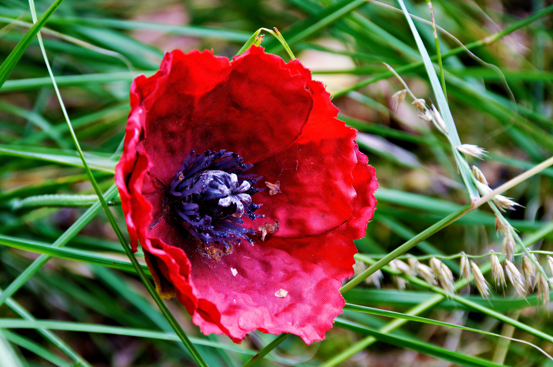 Flowers_20080814_0398_PS