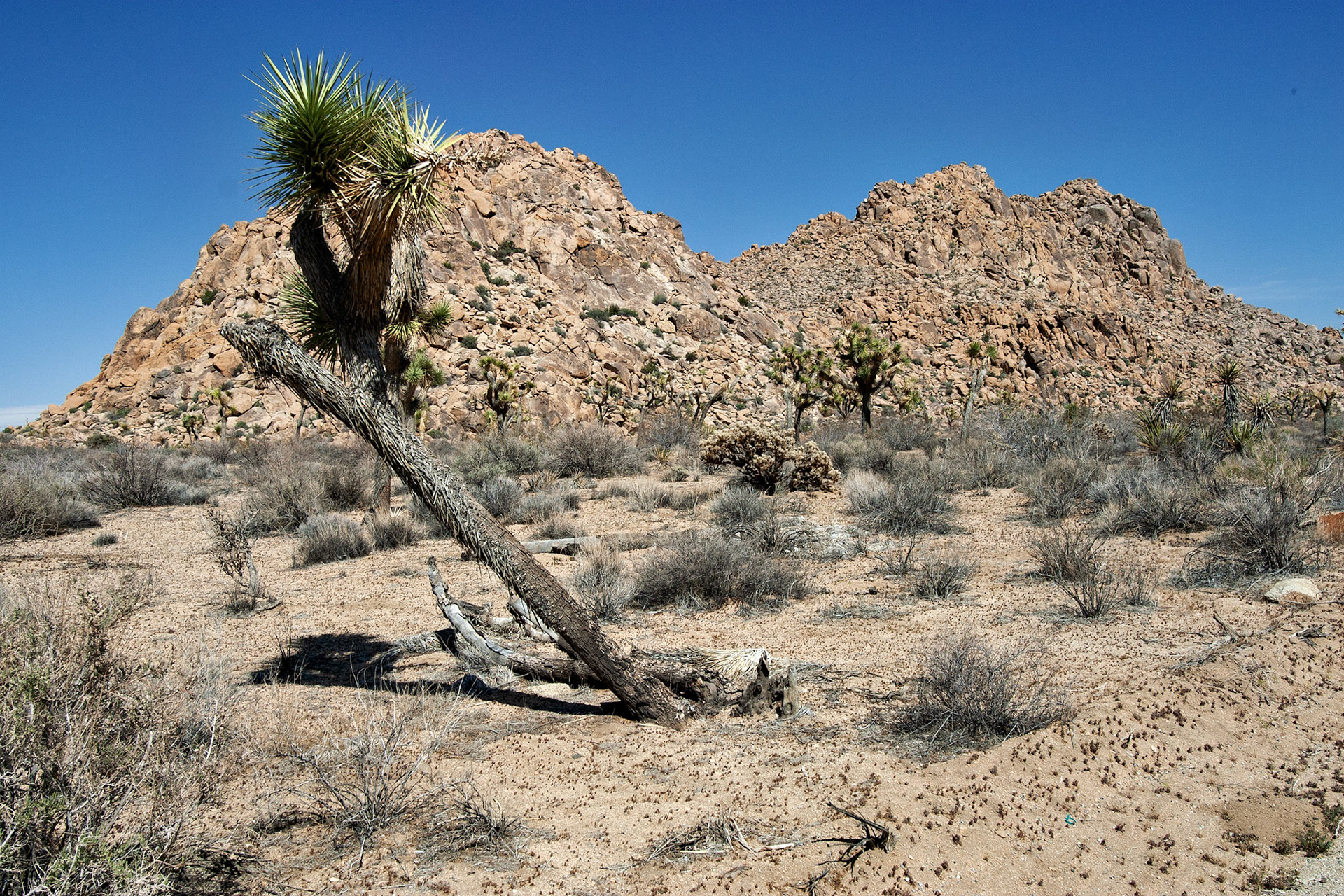 CA_JoshuaTree_20030514_0017_PS