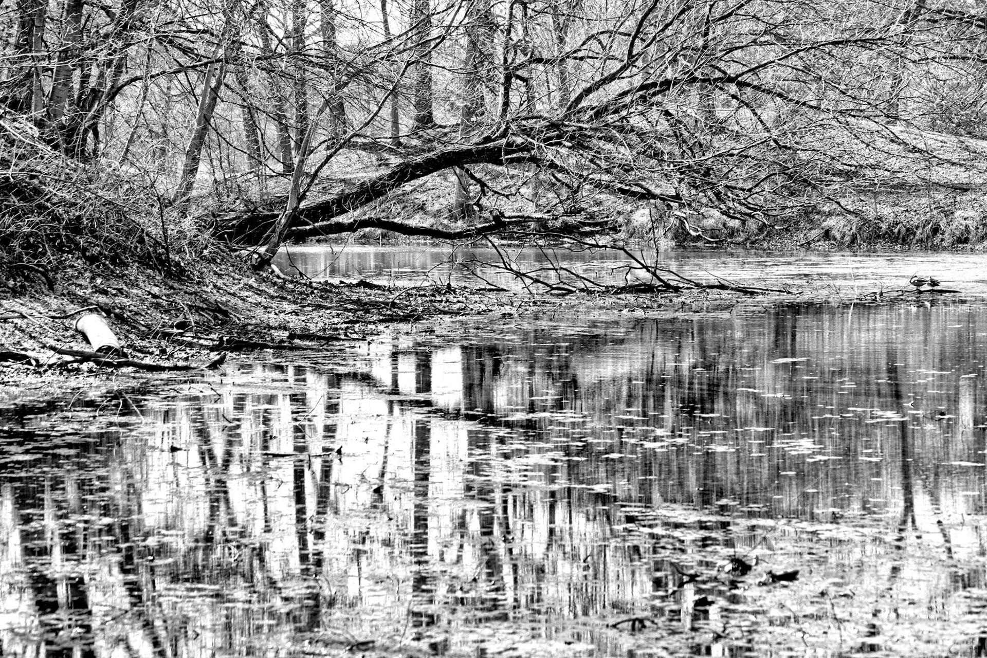 Black &amp; White 00040