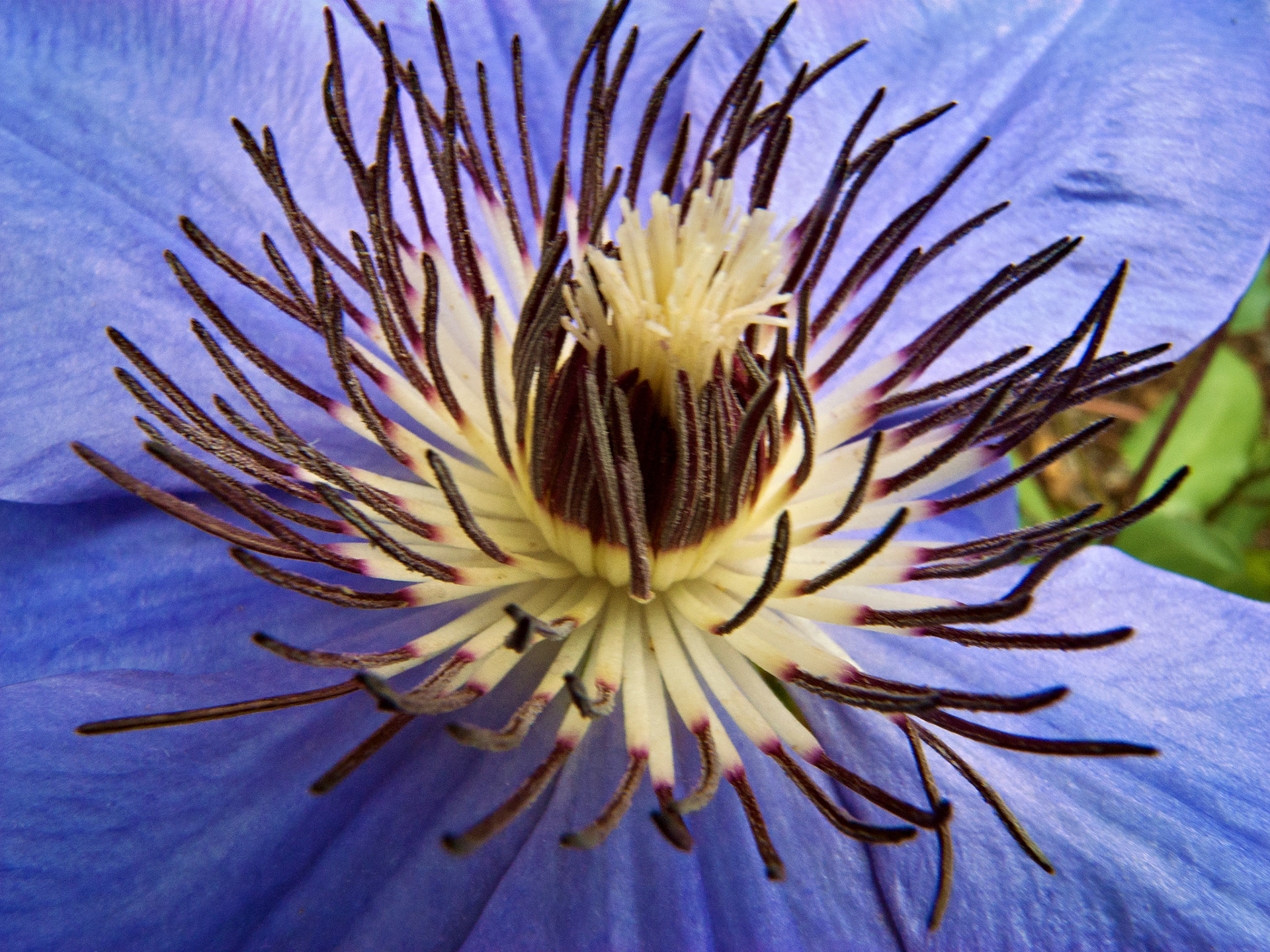 Flowers_20080608_0382_PS