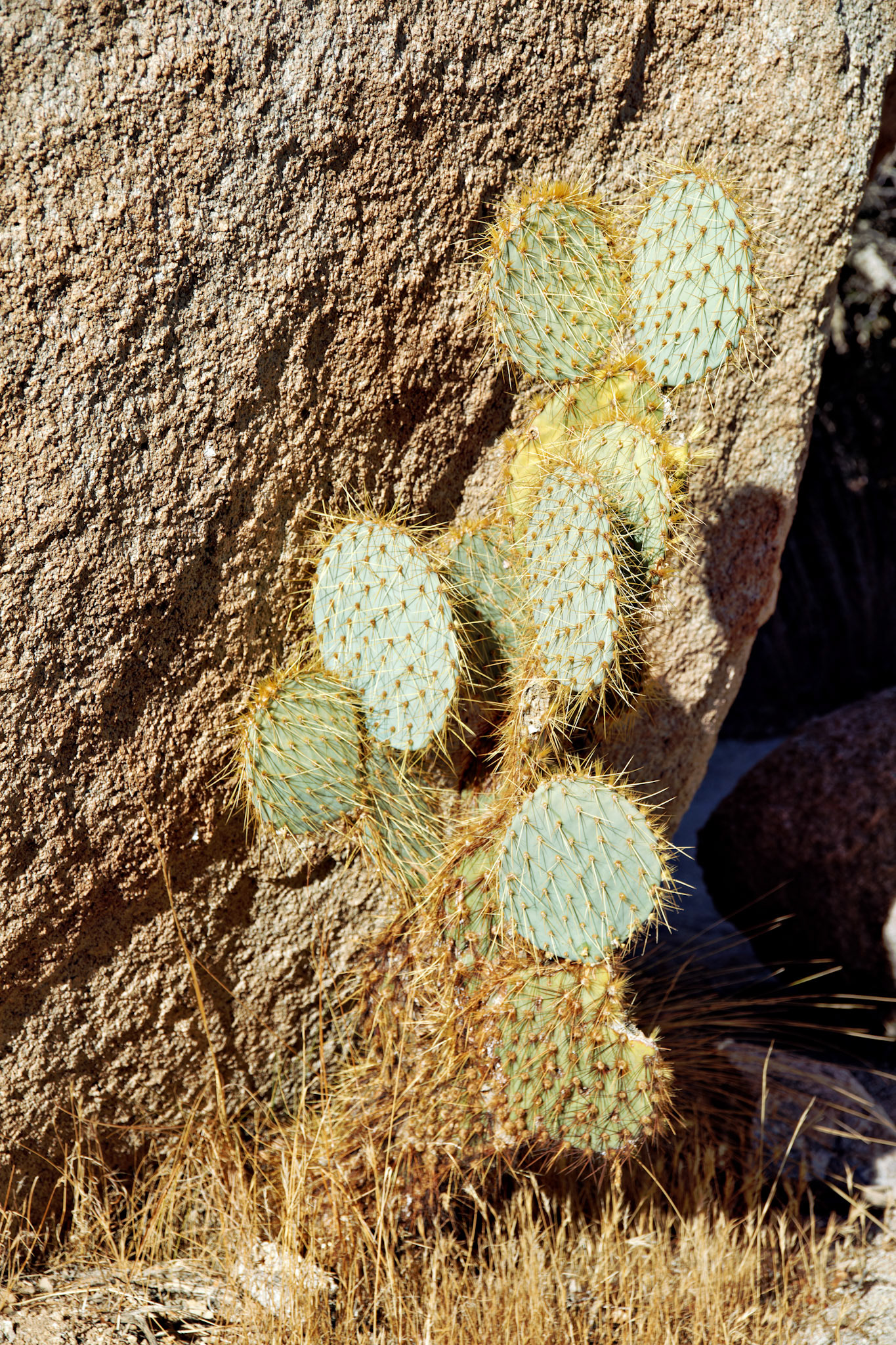 CA_JoshuaTree_20111114_0187_PS