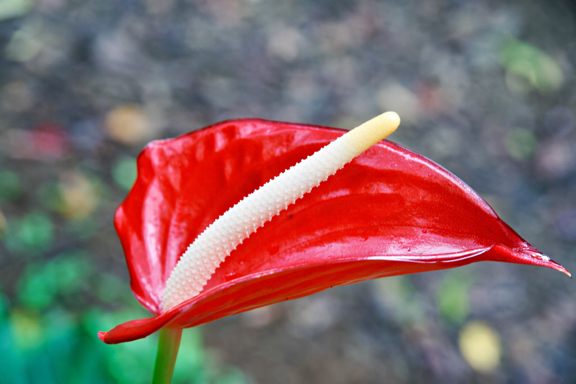Flowers_20100624_0521_PS