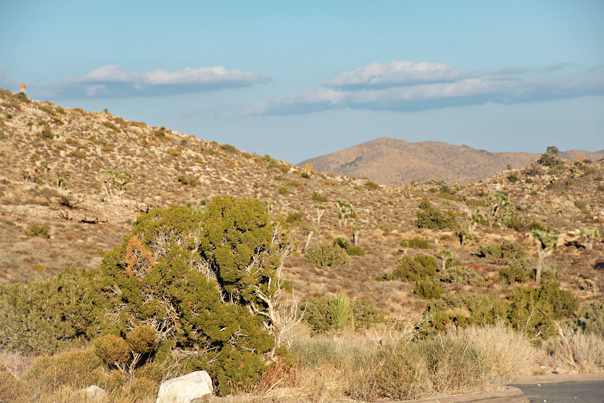 CA_JoshuaTree_20111114_0271_PS