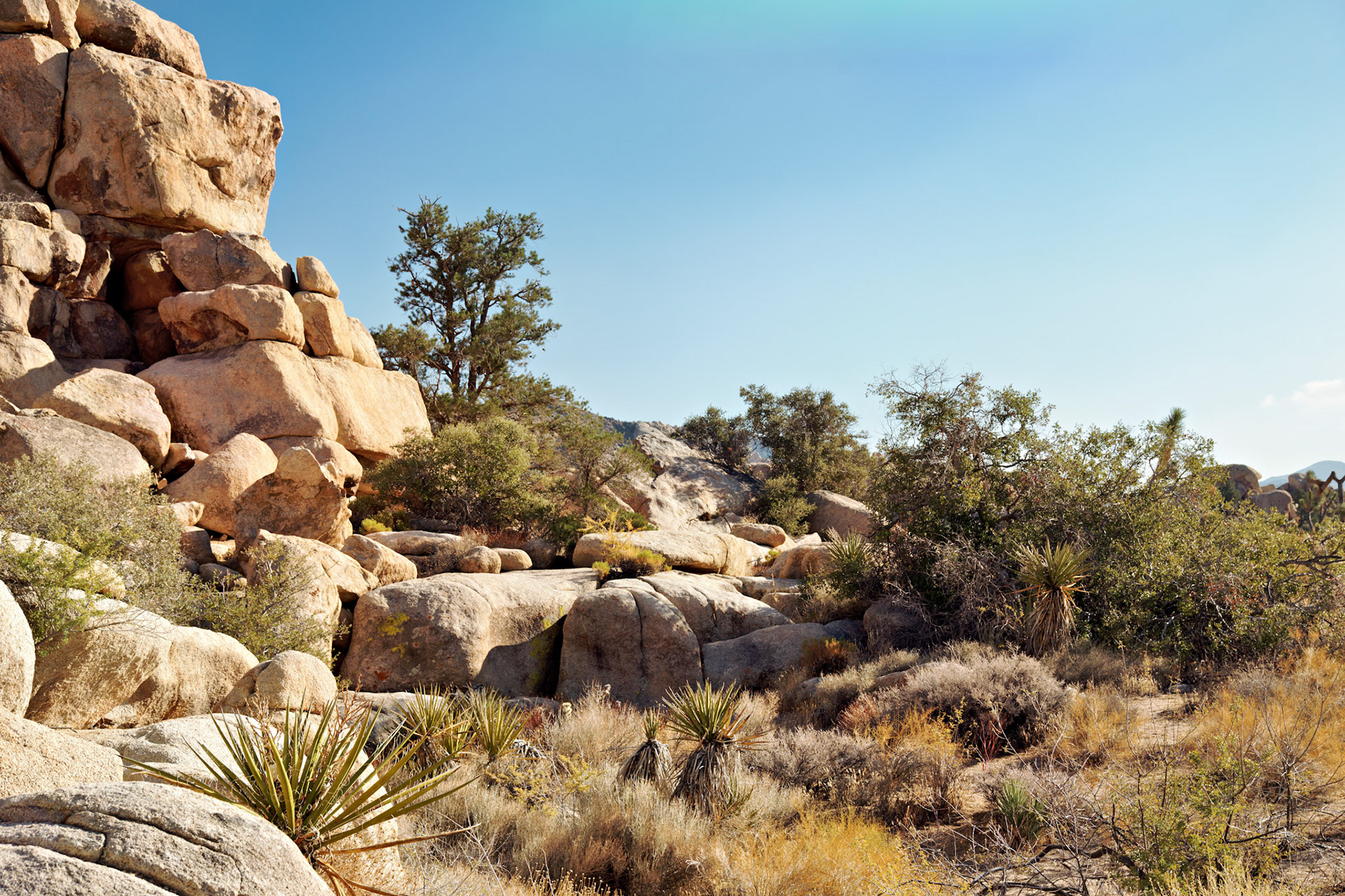 CA_JoshuaTree_20111114_0233_PS