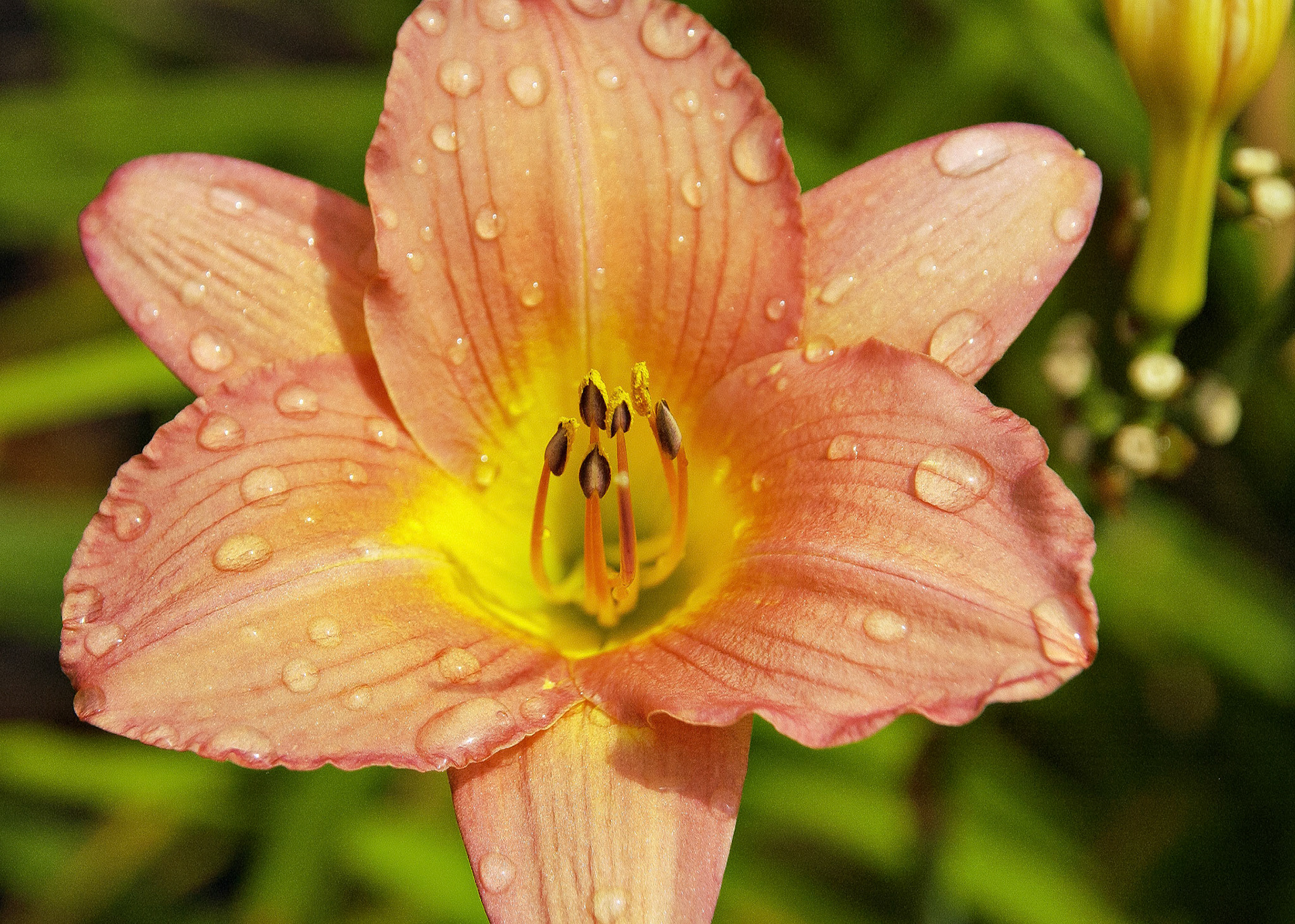Flowers_20020729_0007_PS