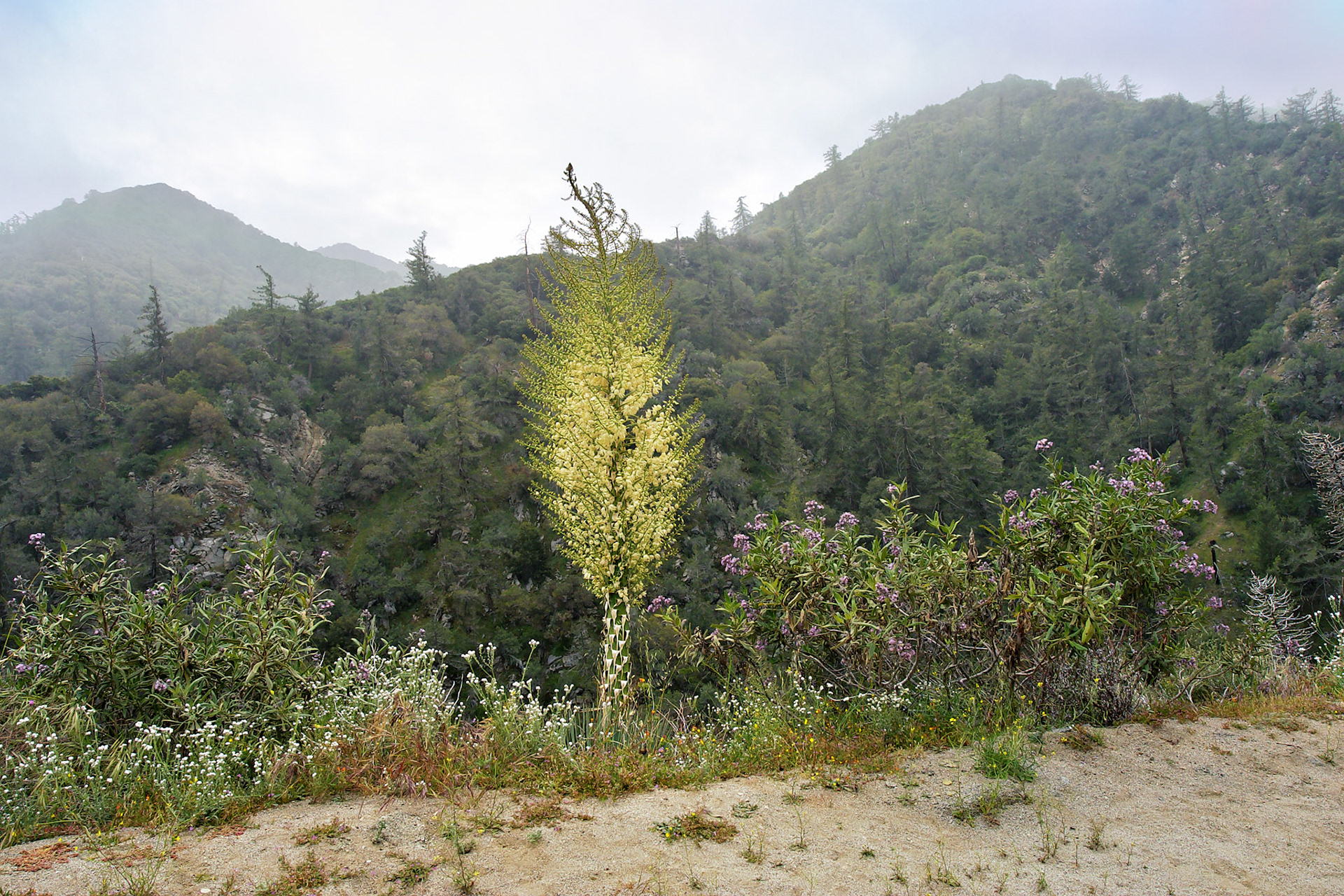 CA_LA_20030514_0041_PS