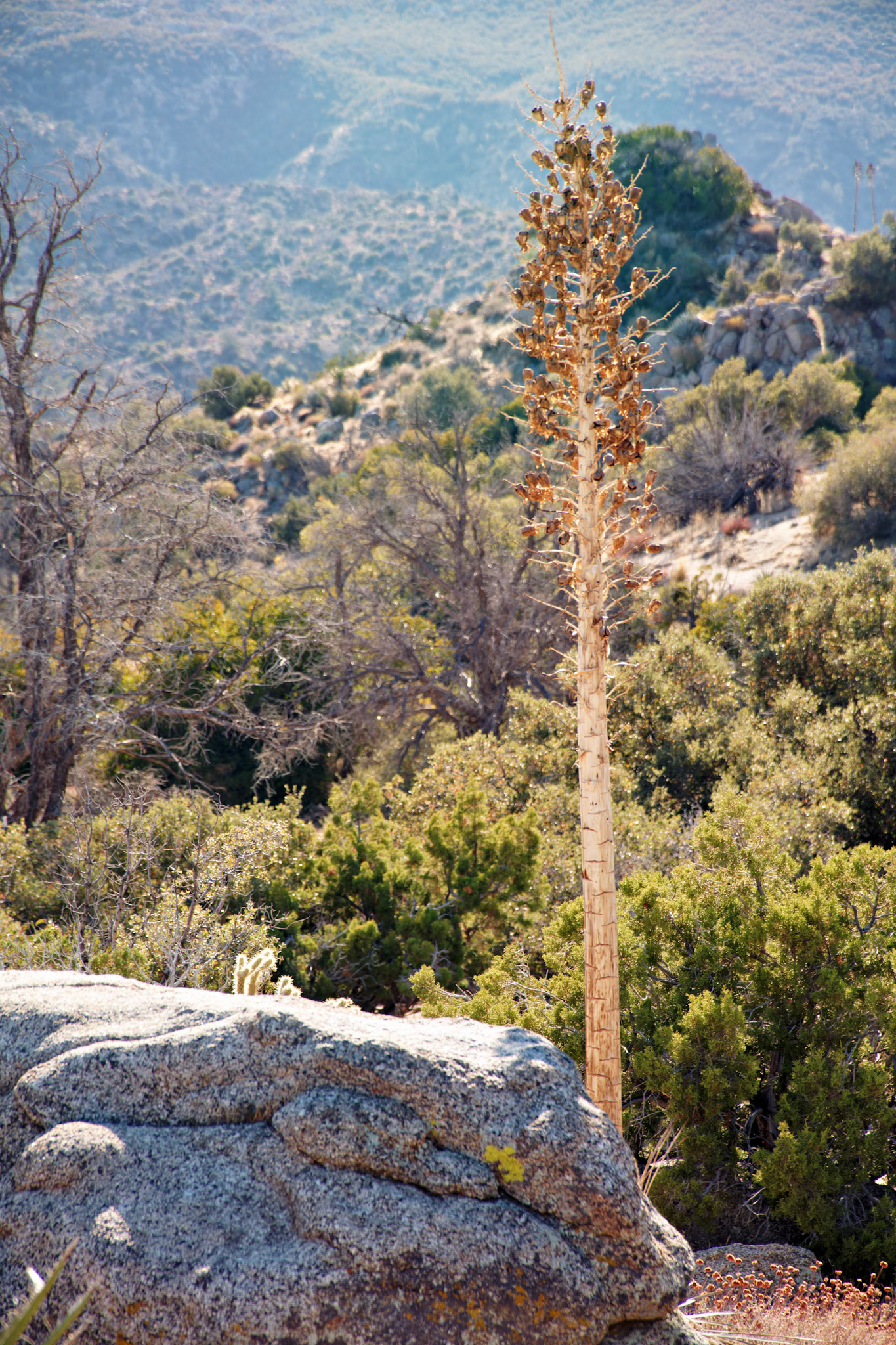 CA_PalmSprings_20111116_0420_PS