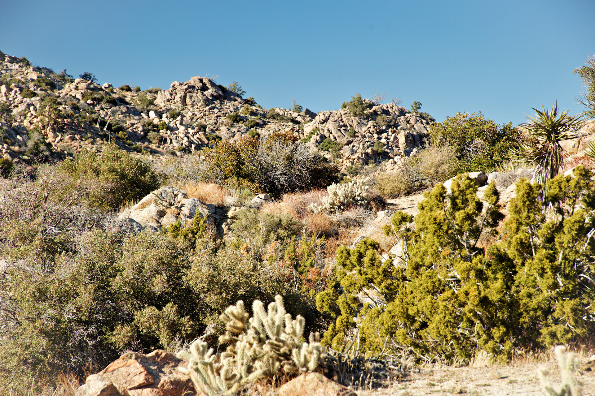 CA_PalmSprings_20111116_0432_PS