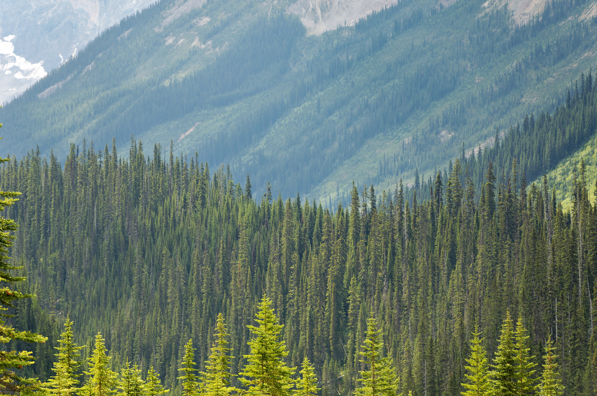 CN_20060803_0583_PS