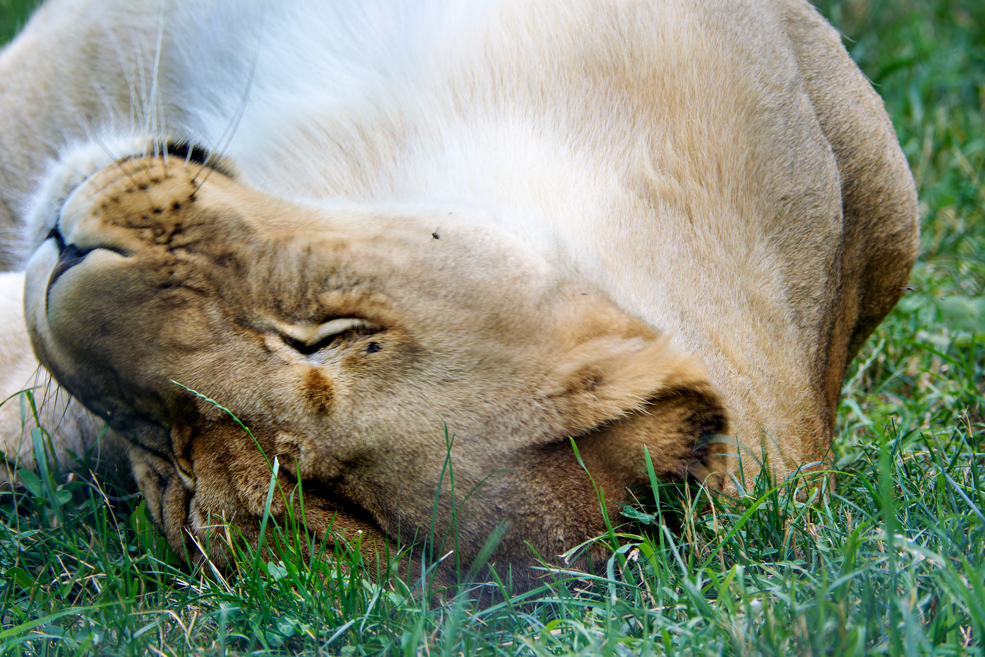 Wildlife_20140718_0472_PS