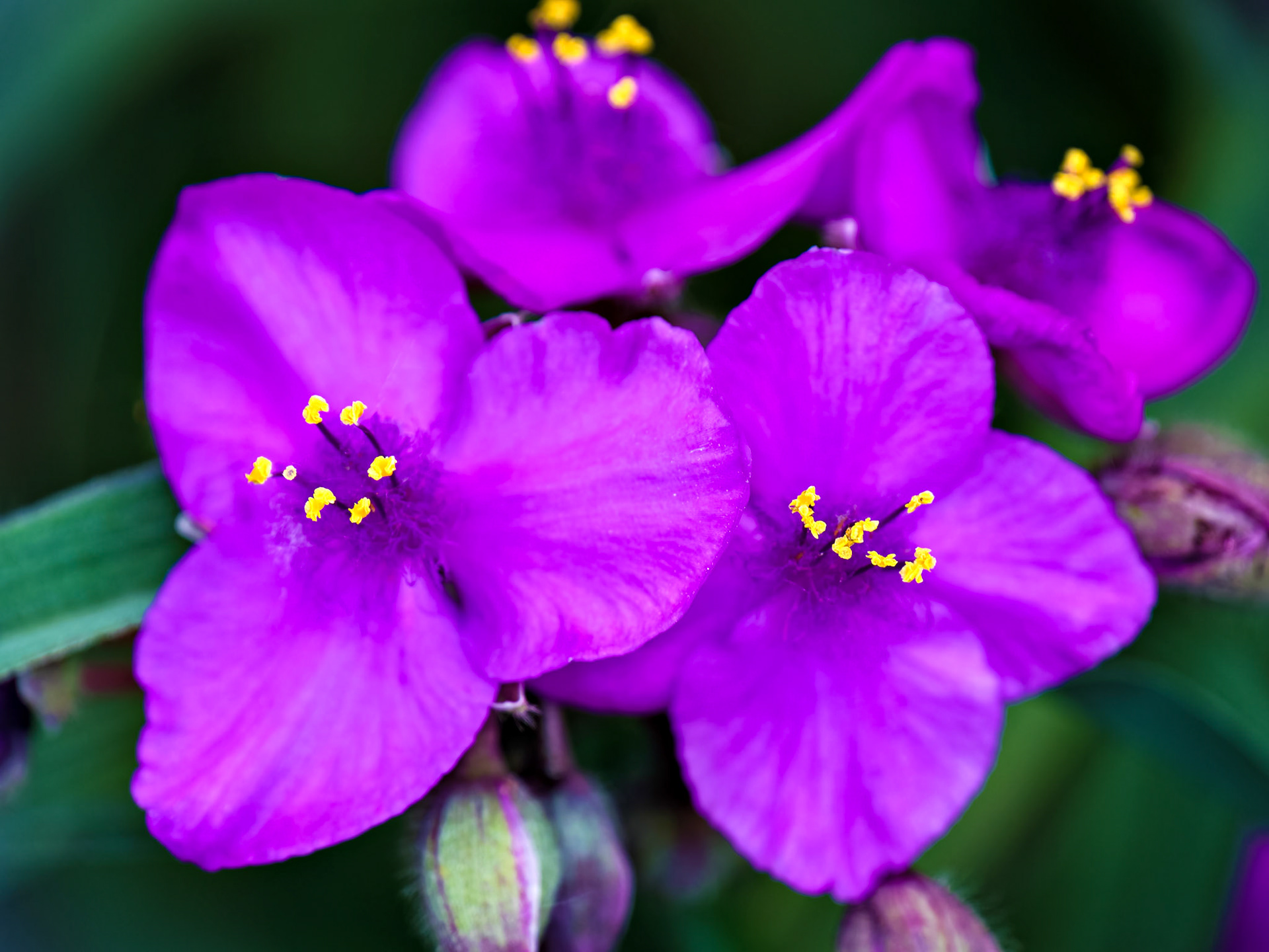 Flowers_20220101-0002_PS